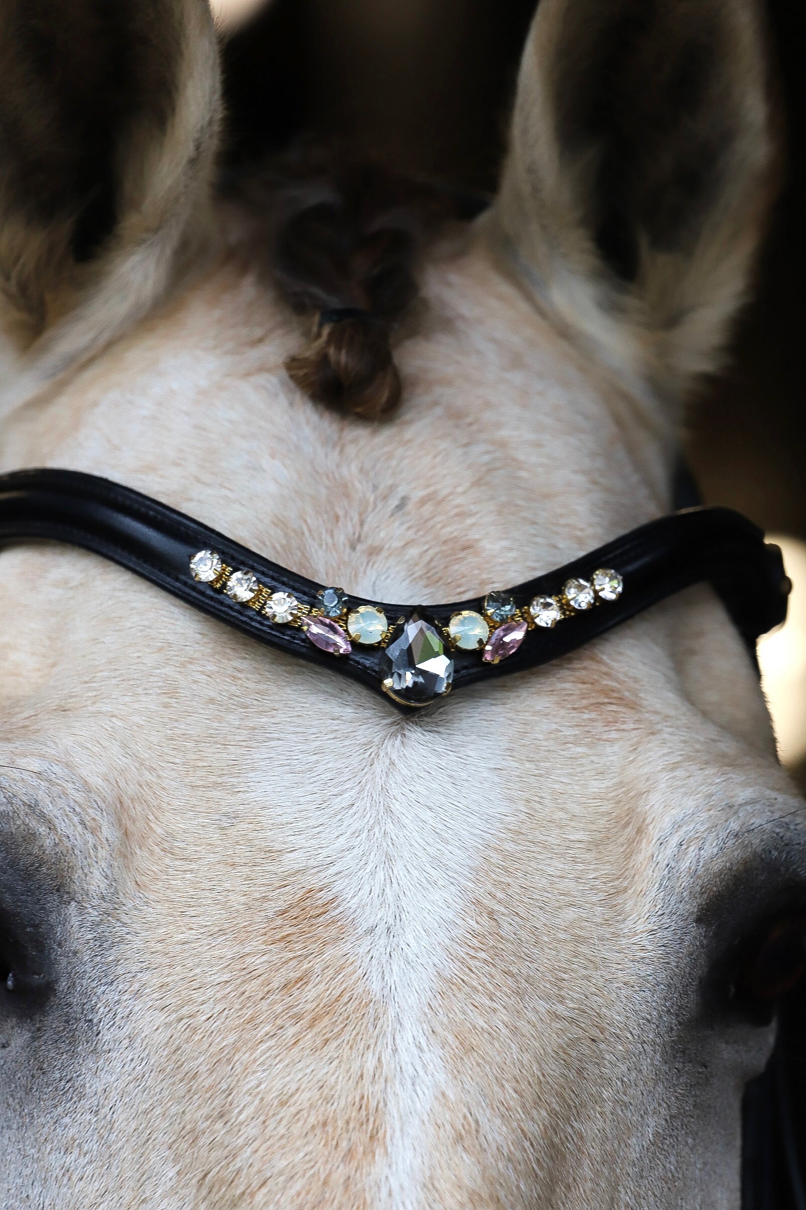 Close-up of a horse wearing a black leather browband with sparkling crystals named Misty Heron