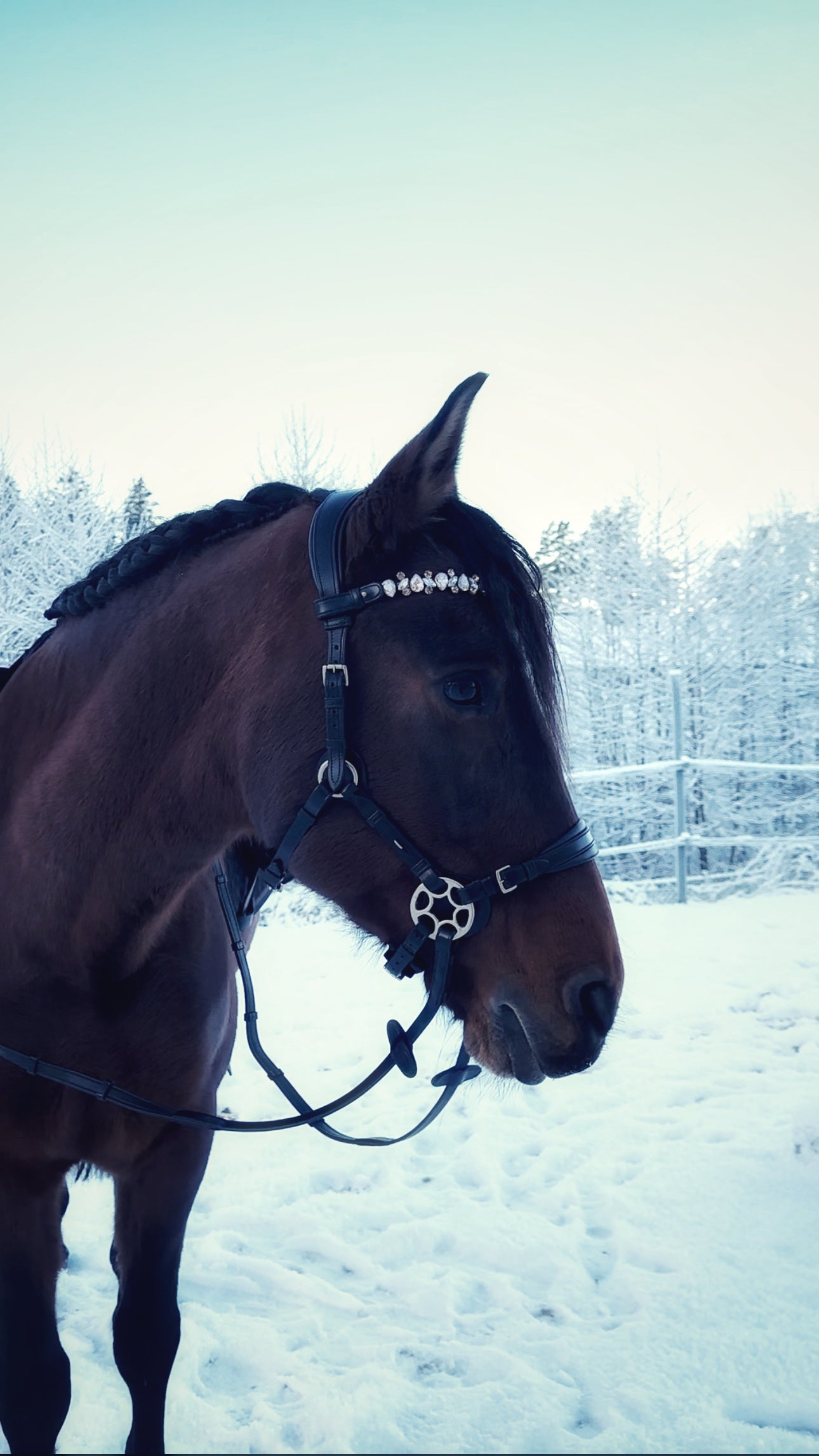 Bella Starwheel hackamore all black