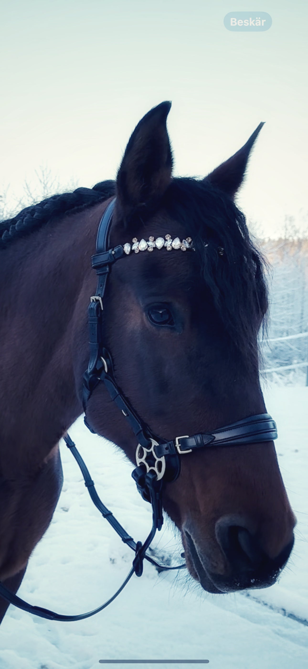 Bella Starwheel hackamore all black