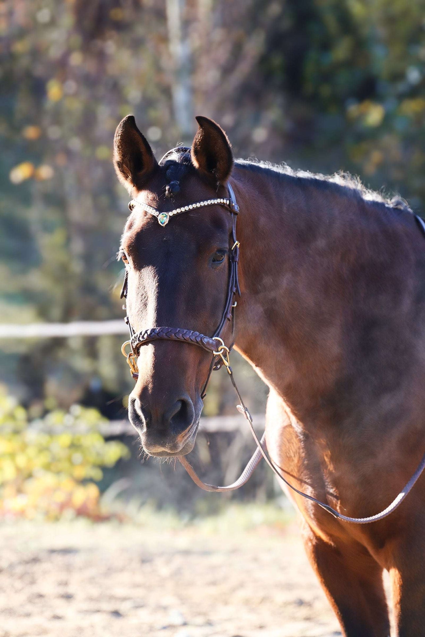 Odessa bonita Multi Bridle padded - MASEGO bit to bitless system