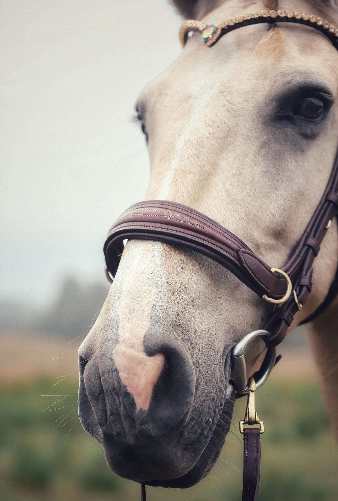 Oliander Multi Bridle - MASEGO bit to bitless system 🖤👻🎃