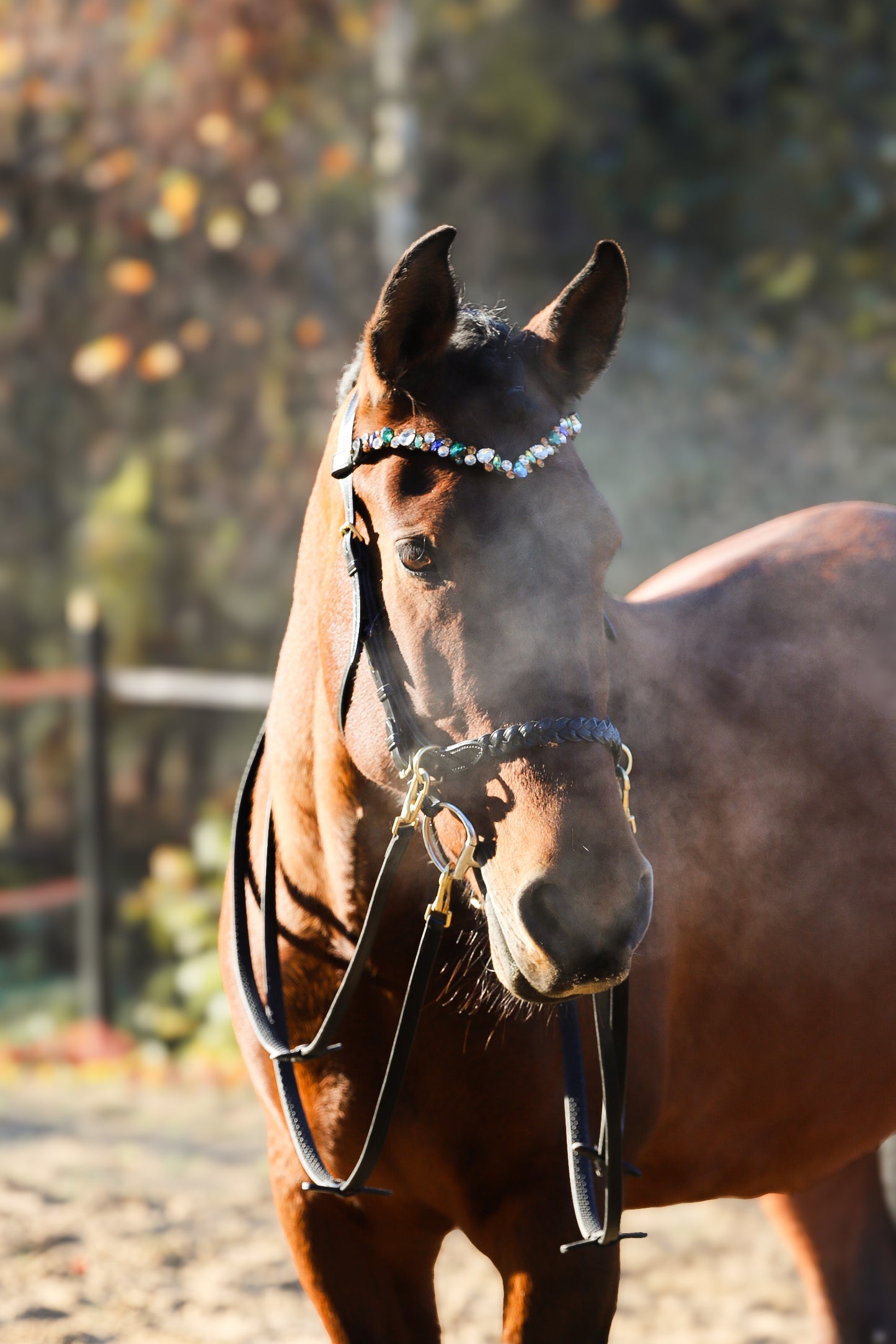 CAMPAIGN- Odessa Bonita Multi bridle - MASEGO bit to bitless system