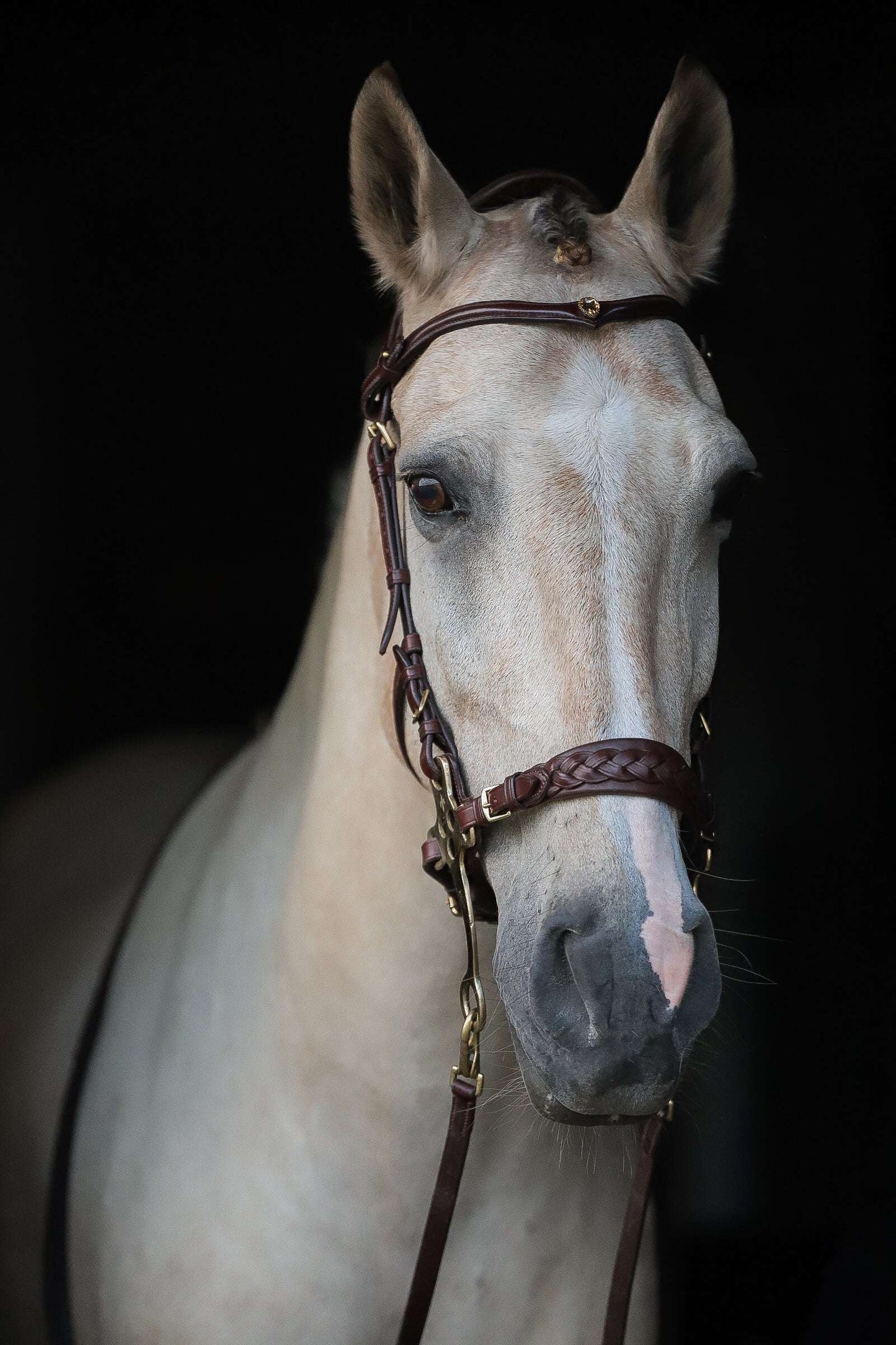 Zoe hackamore Bridle