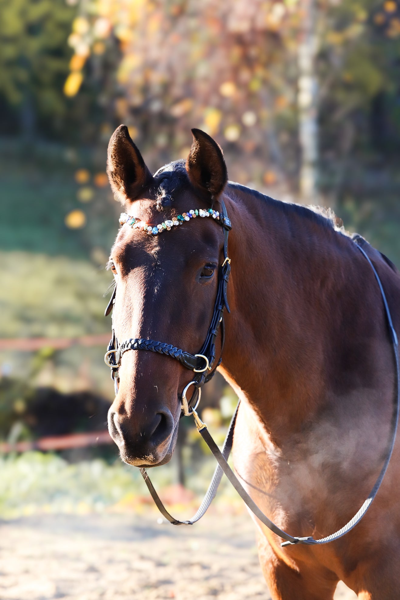 CAMPAIGN- Odessa Bonita Multi bridle - MASEGO bit to bitless system