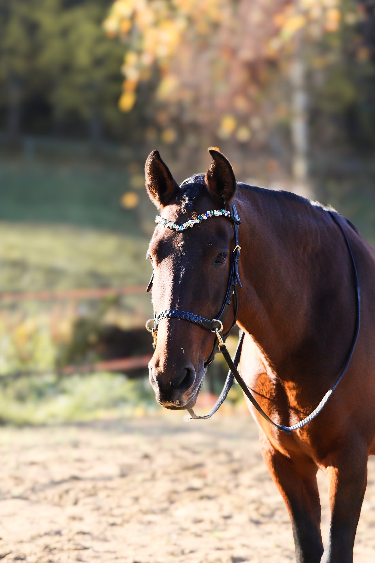 CAMPAIGN- Odessa Bonita Multi bridle - MASEGO bit to bitless system