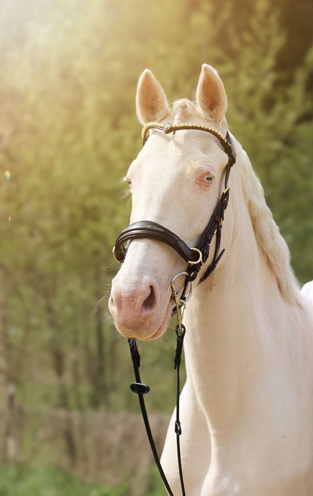 White horse wearing Oliander Multi bridle in black Italian leather with silver hardware and white stitching