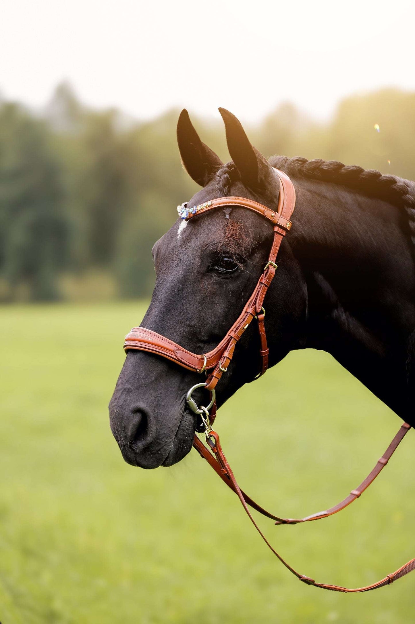 Oliander Multi Bridle on a horse, high-quality Italian leather with soft padding and brass hardware in cognac color