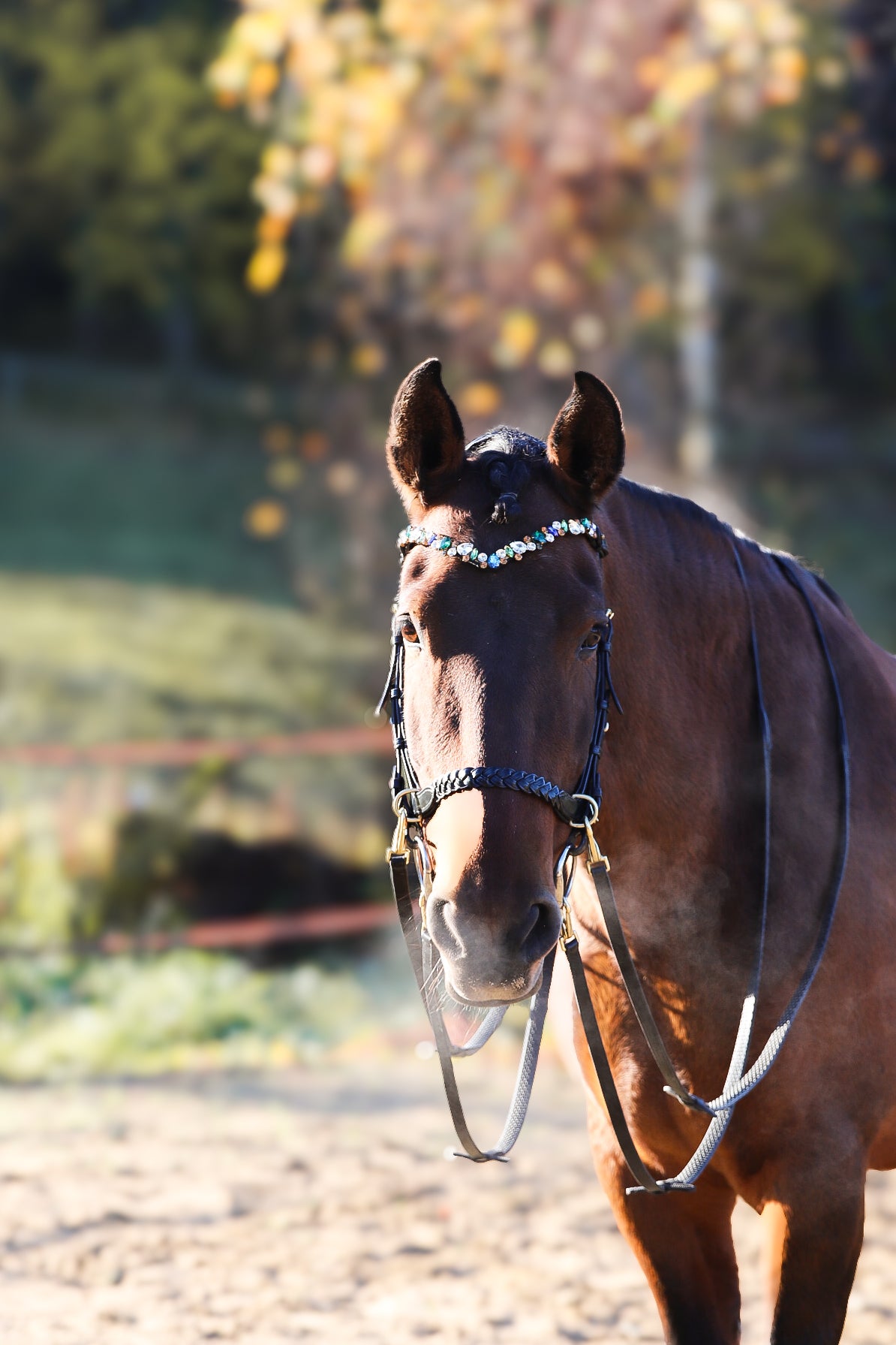 CAMPAIGN- Odessa Bonita Multi bridle - MASEGO bit to bitless system