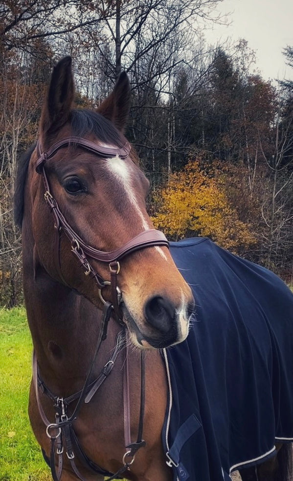 Soñadora Multi Bridle