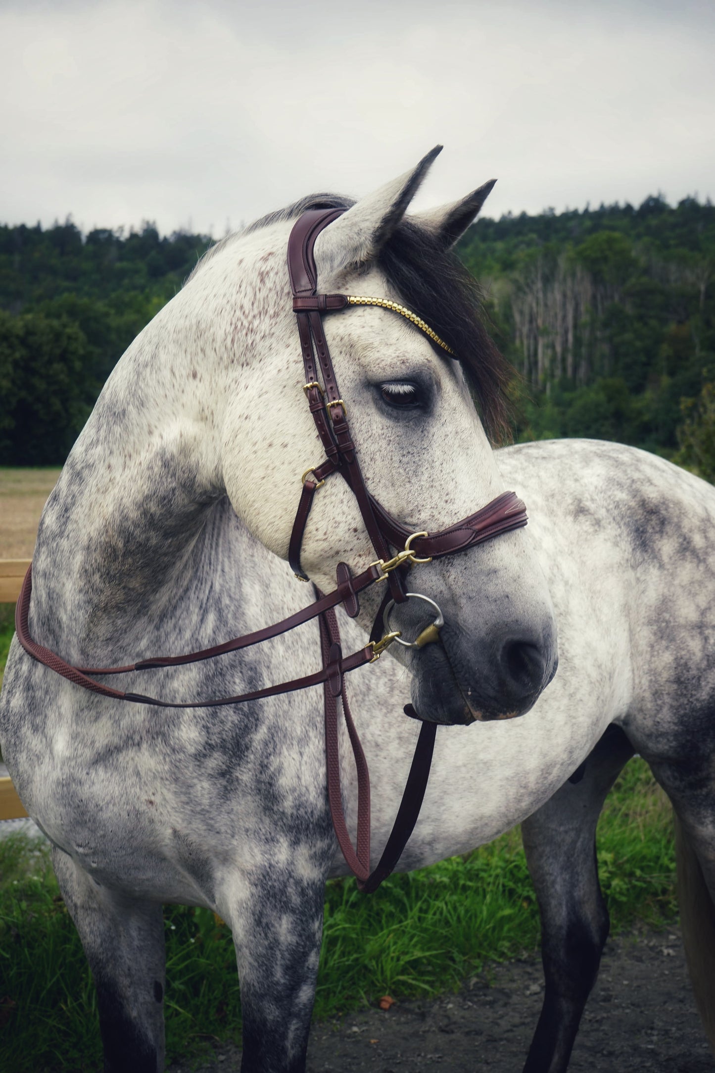 Oliander Bridle