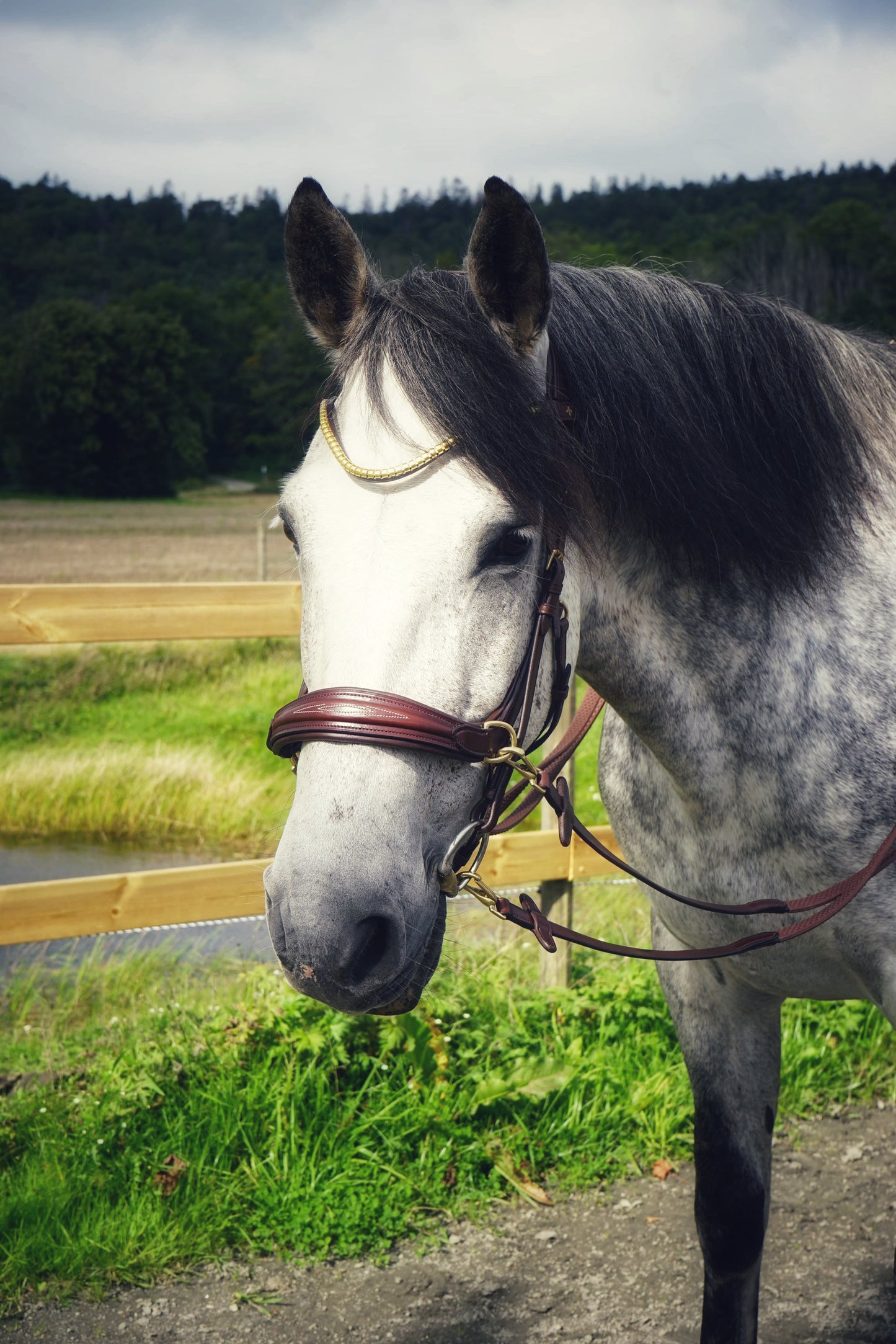 Oliander Bridle