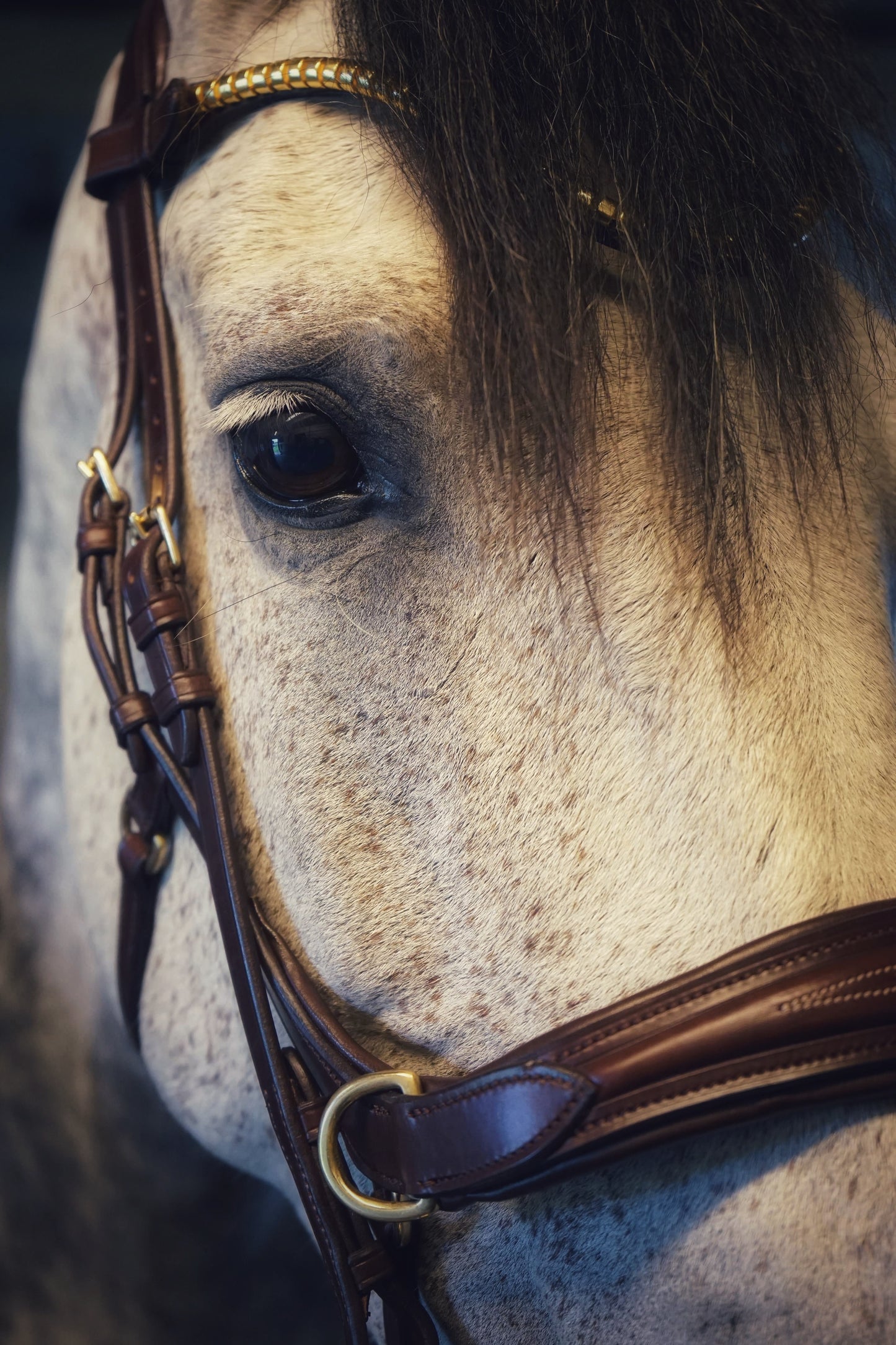 Oliander Bridle