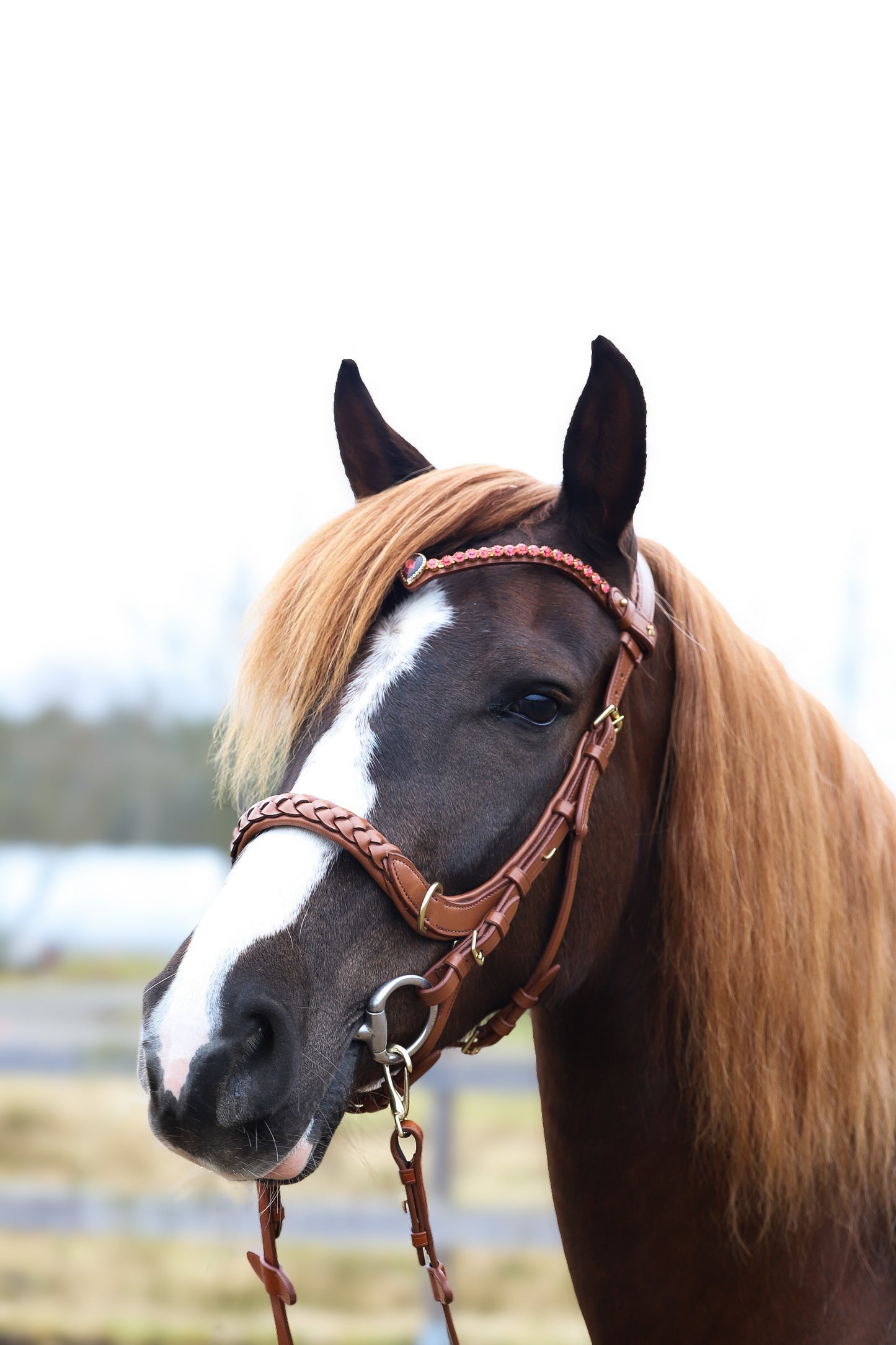Odessa bonita Multi Bridle with padded noseband - MASEGO bit to bitless system