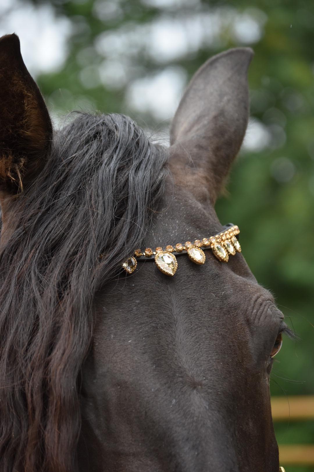 Bit and bitless bridles, halters, riding tights, swarovski browbands and much more