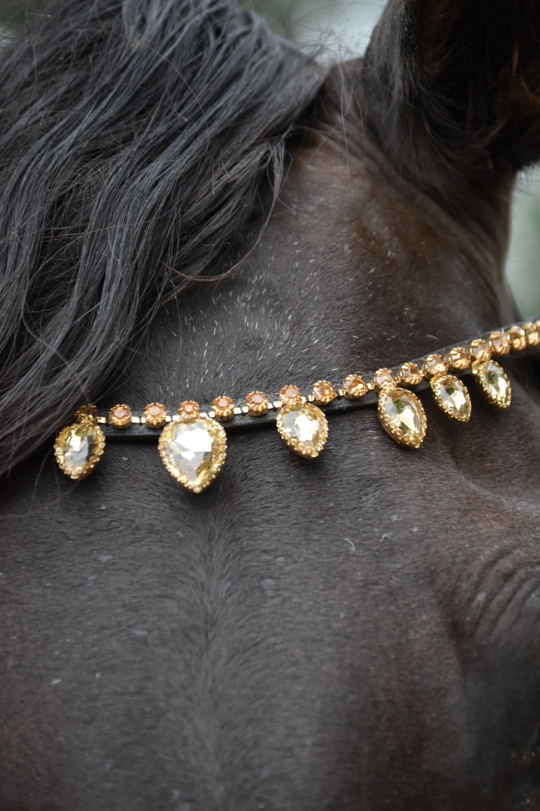 Bit and bitless bridles, halters, riding tights, swarovski browbands and much more
