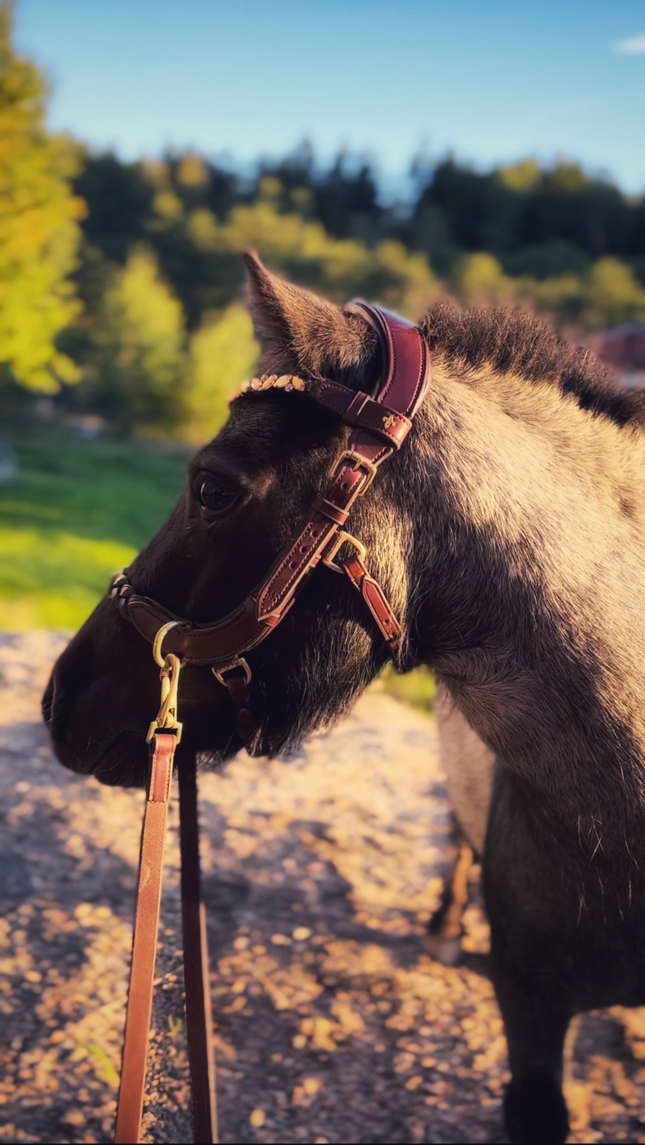 Odessa Bonita multi bridle - For the small ones