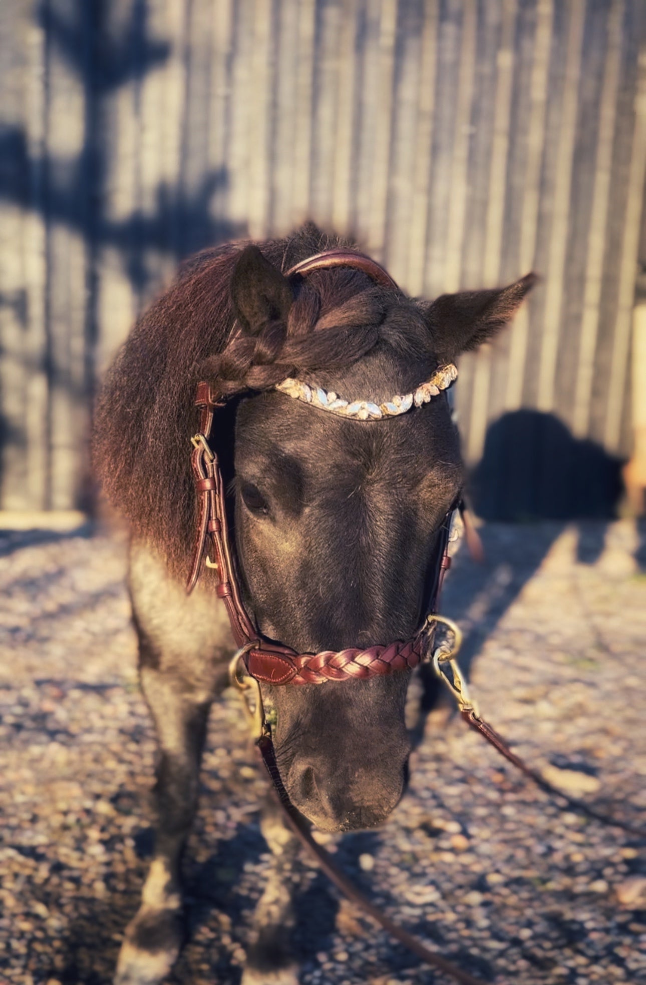 Odessa Bonita multi bridle - For the small ones