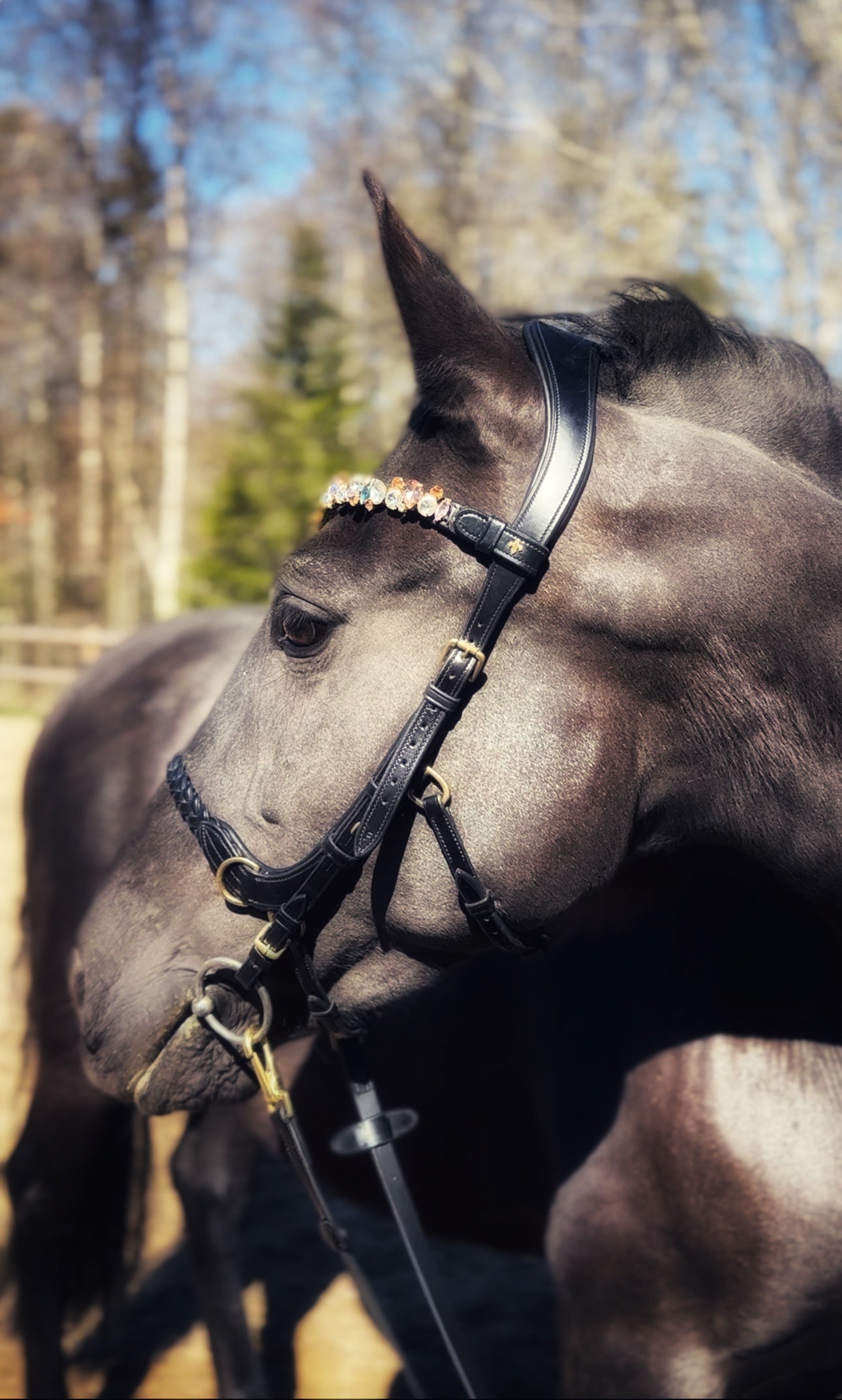Odessa Bonita Multi bridle - plain leather bitstrap