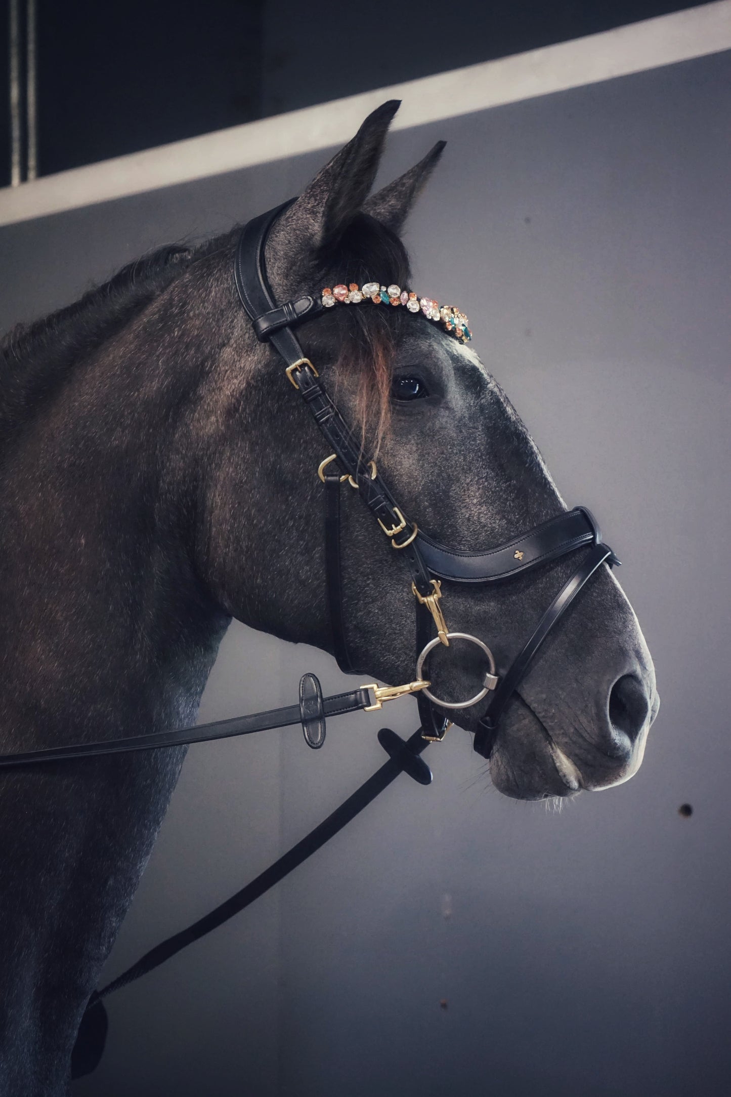 Lily multi bridle