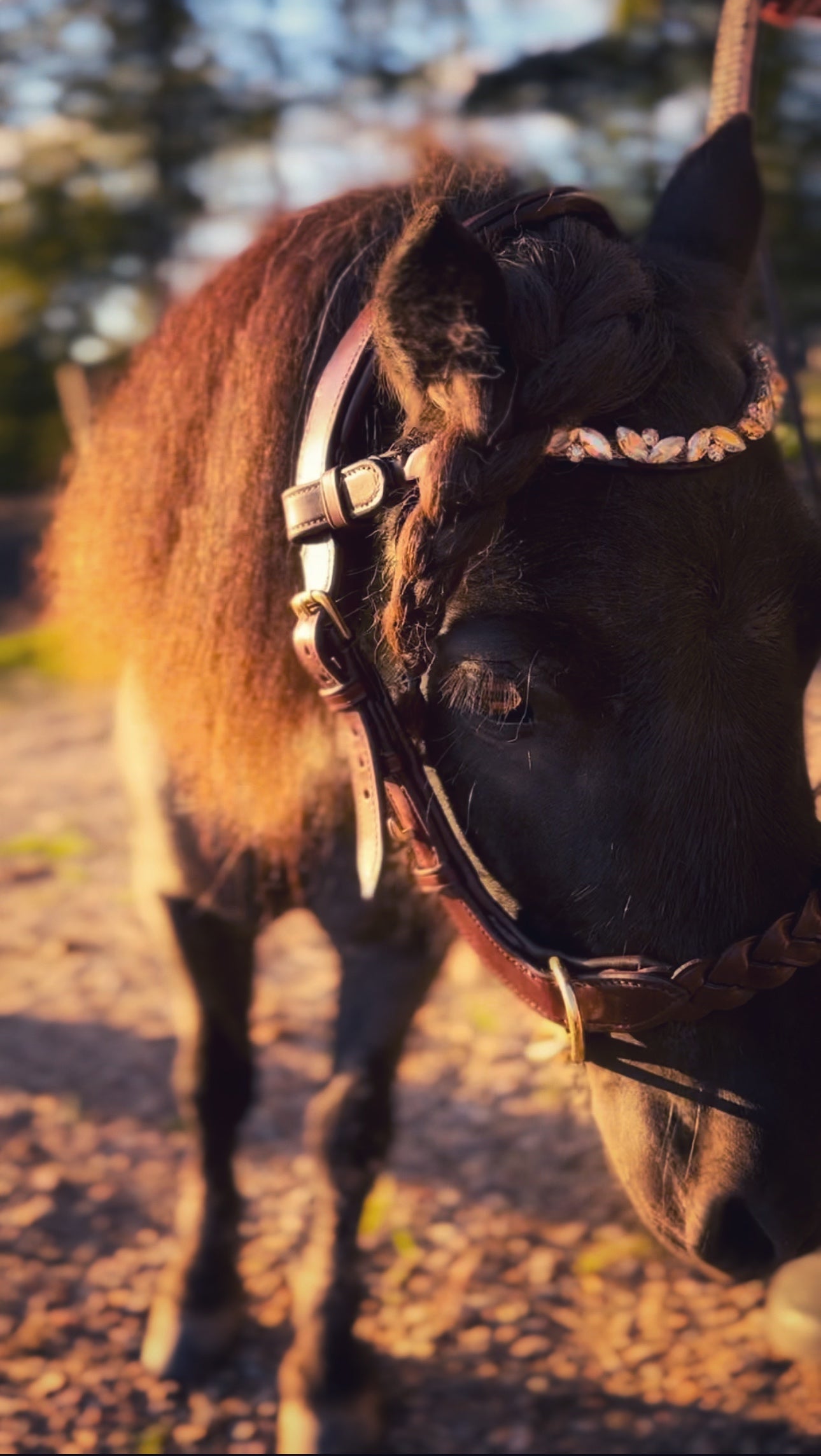 Odessa Bonita multi bridle - For the small ones