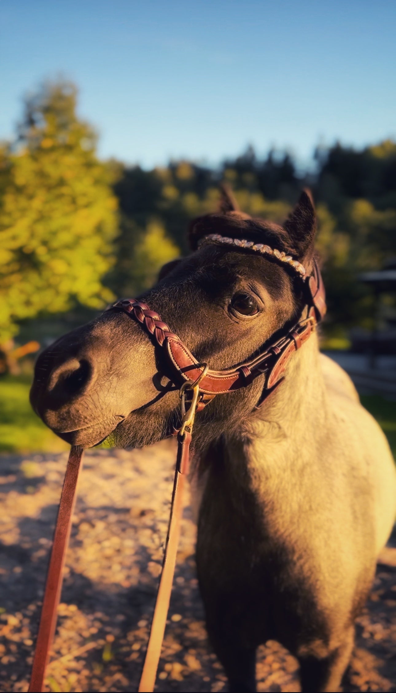 Odessa Bonita multi bridle - For the small ones
