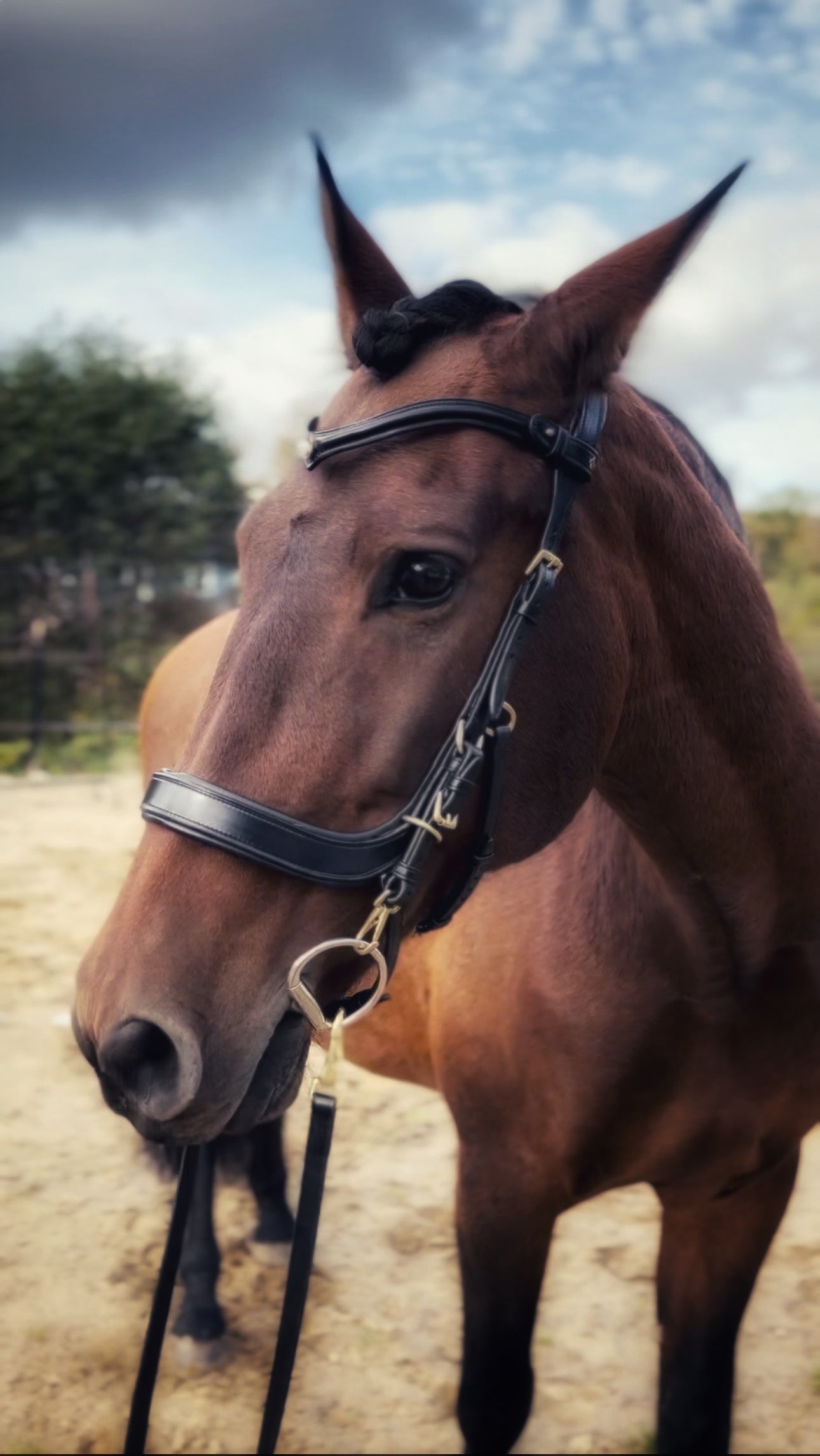 Brown leather Lily Multi Bridle on a horse with soft padding and anatomic neckpiece outdoors