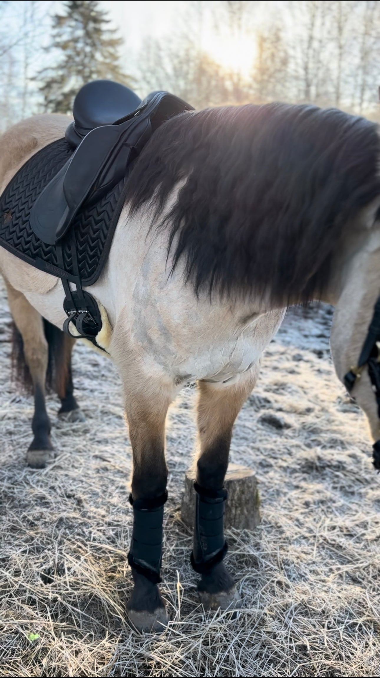 Onyx leg protectors