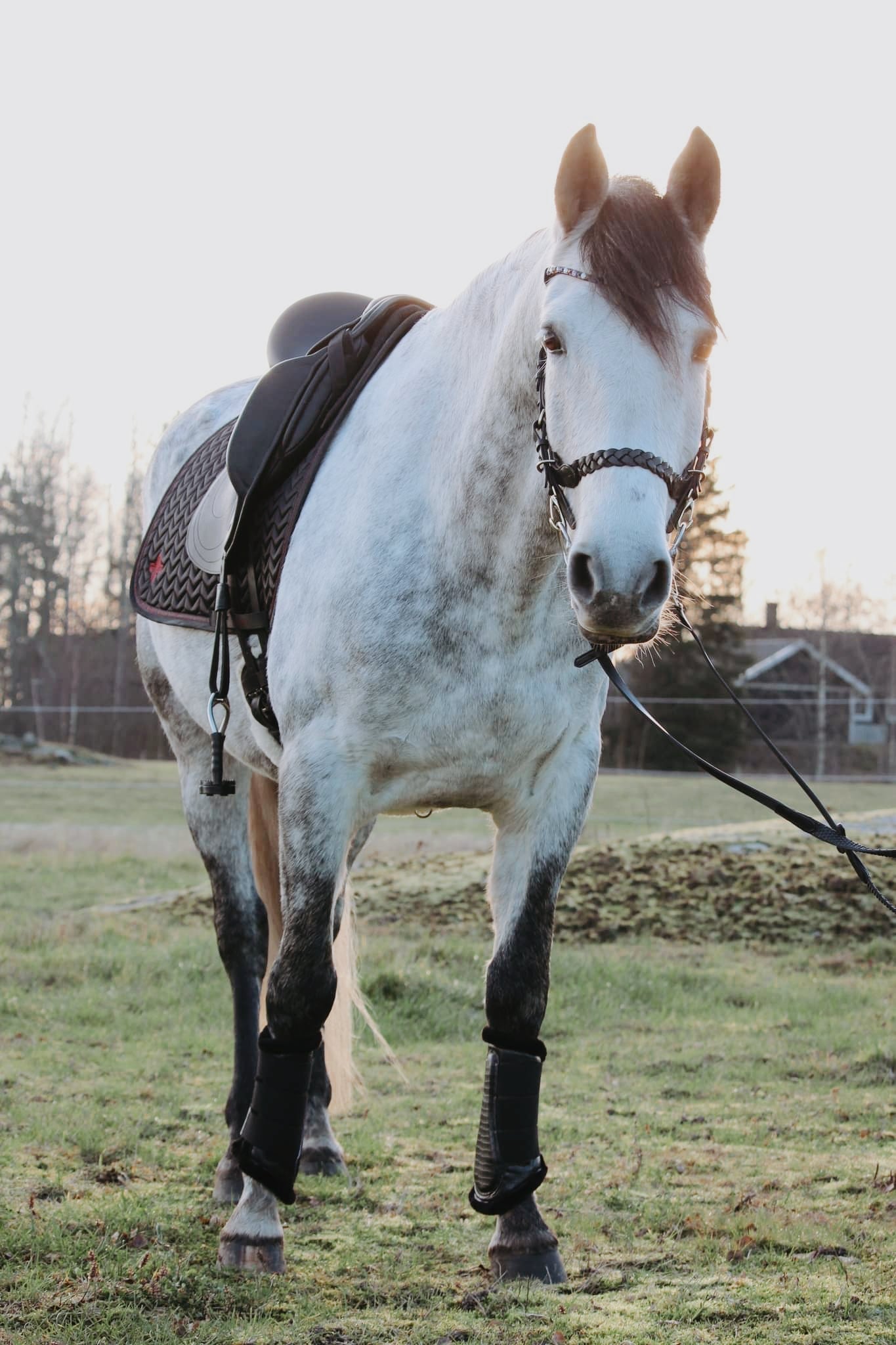 Onyx leg protectors