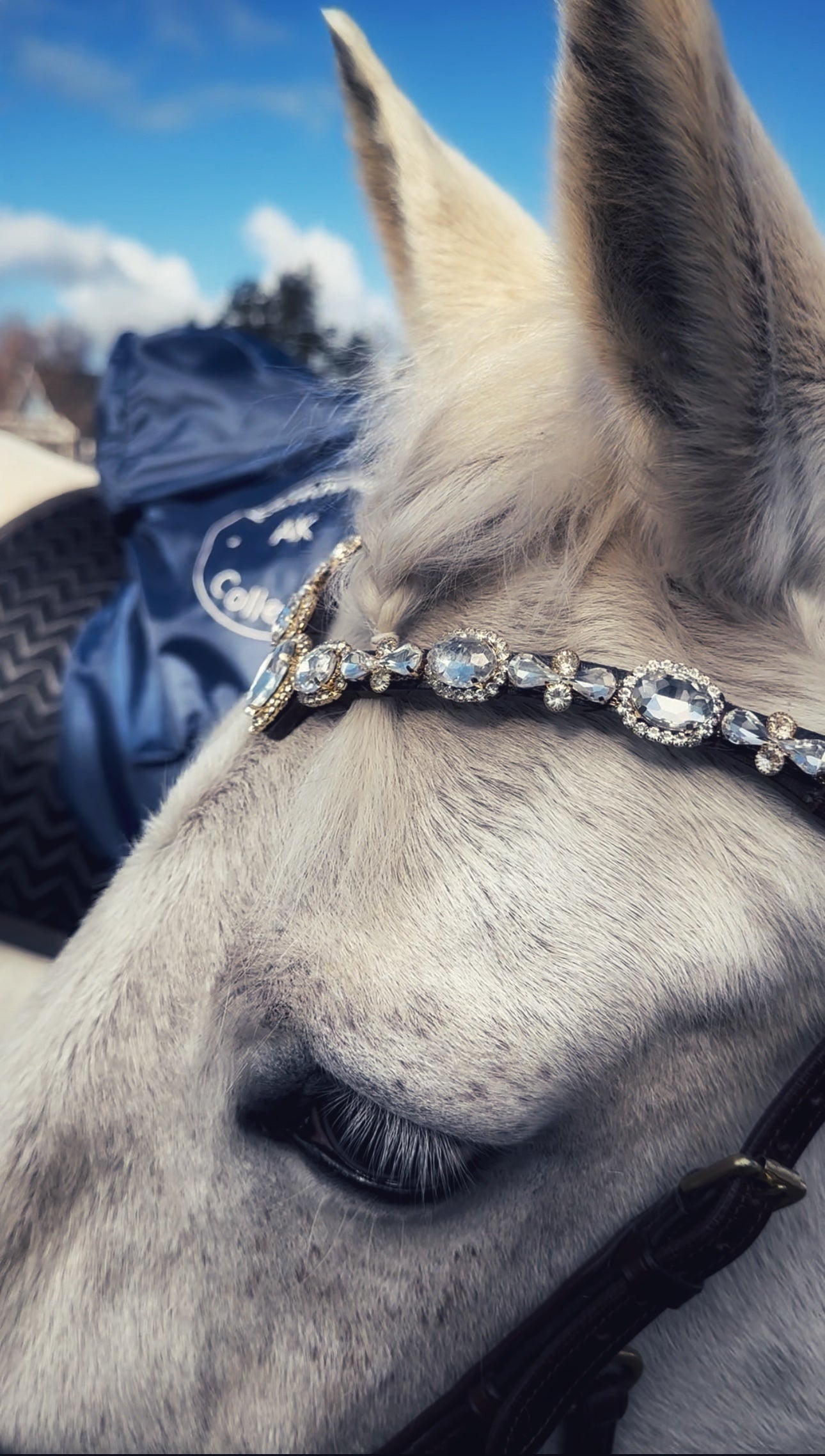 Stardust browband