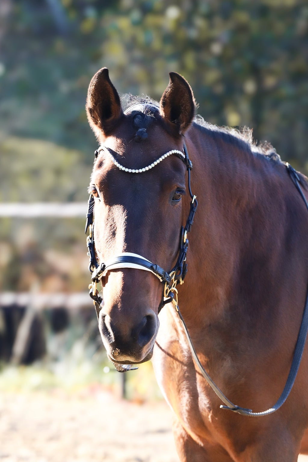 Brown horse wearing Bella Starwheel hackamore in black leather with white padding and brass hardware outdoors