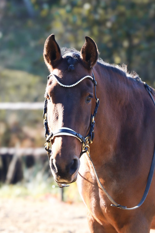 Brown horse wearing Bella Starwheel hackamore in black leather with white padding and brass hardware outdoors