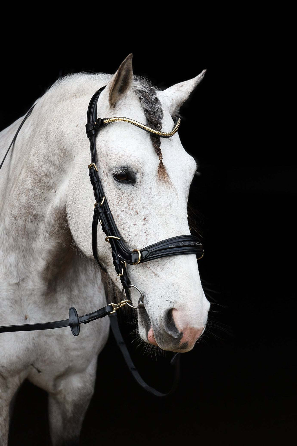 Oliander Multi bridle - bit to bitless system no.2