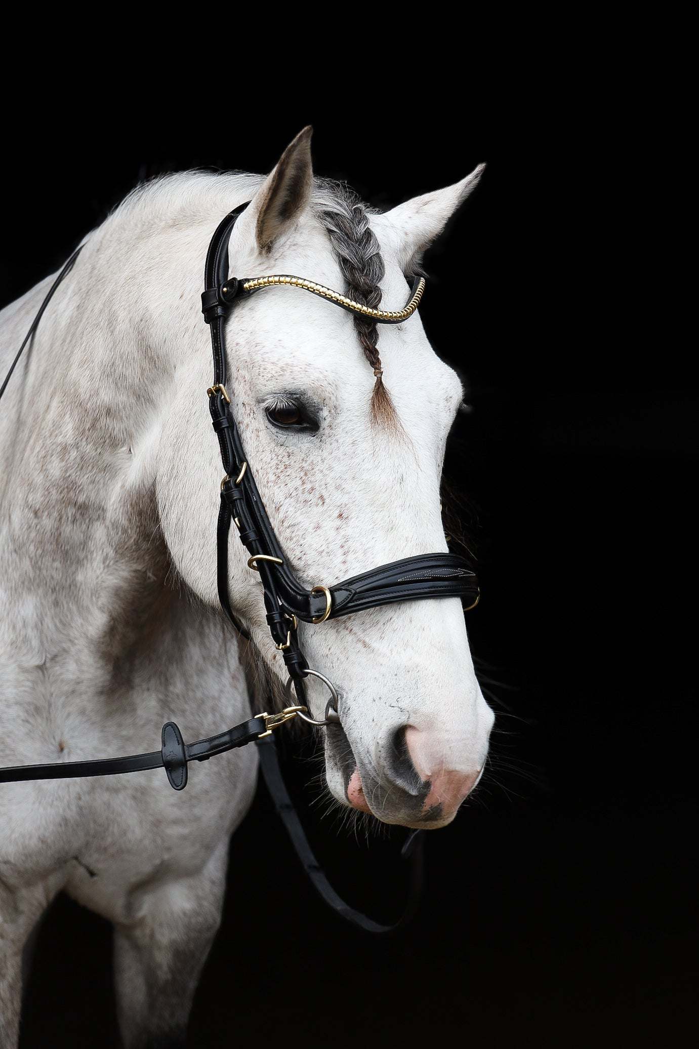Oliander Multi bridle - bit to bitless system no.2