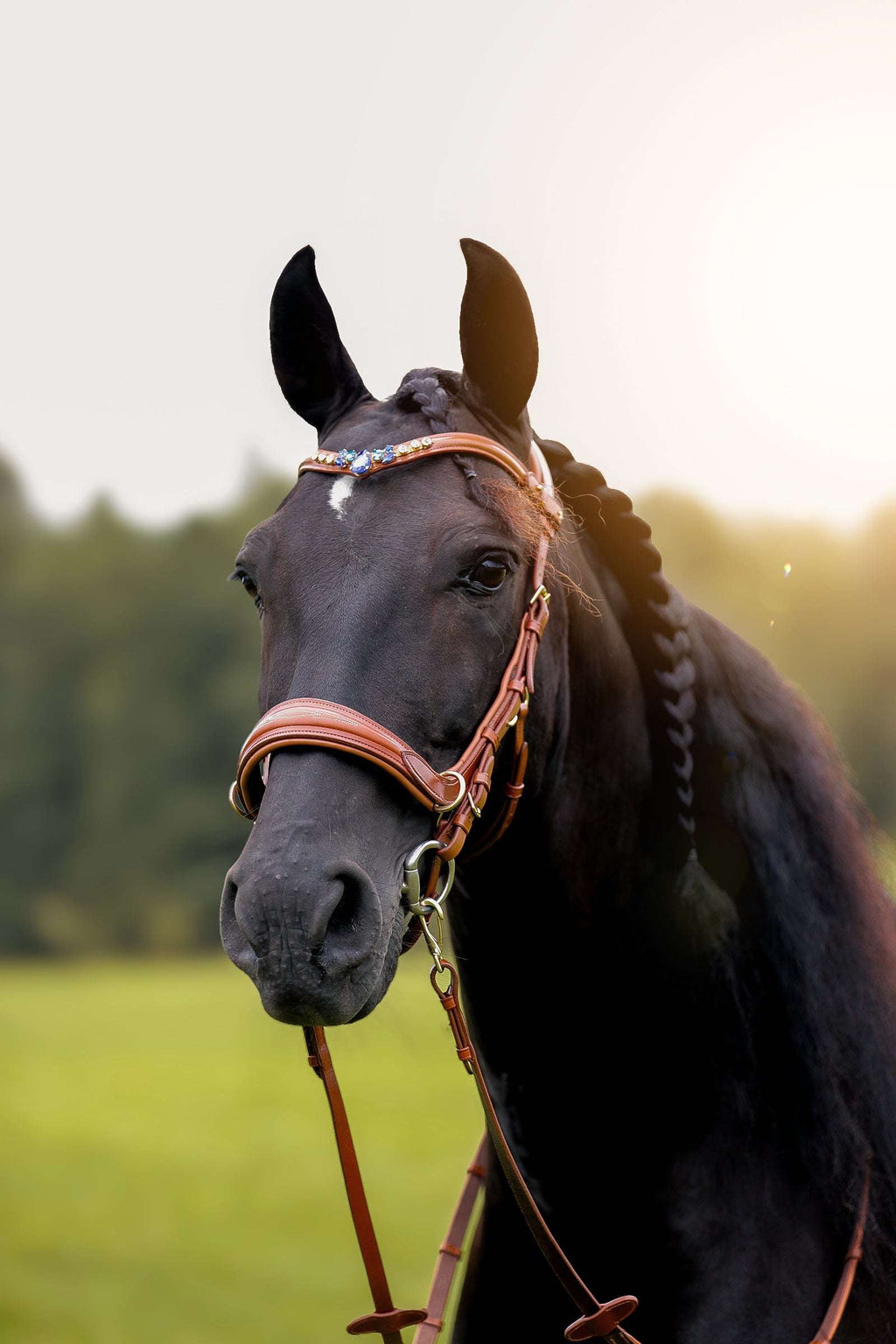 Oliander Multi Bridle - MASEGO bit to bitless system