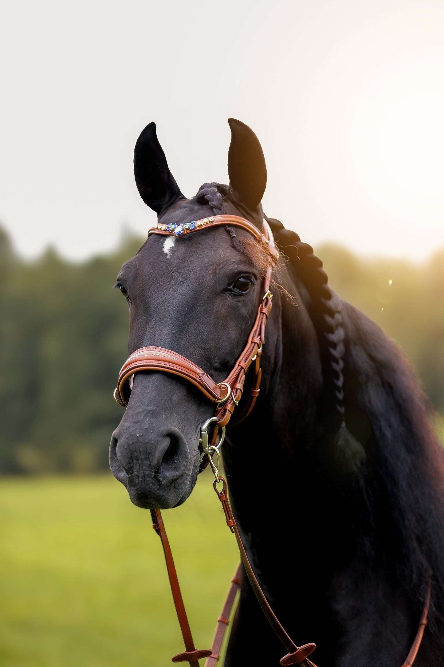 Oliander Multi Bridle - MASEGO bit to bitless system 🖤👻🎃