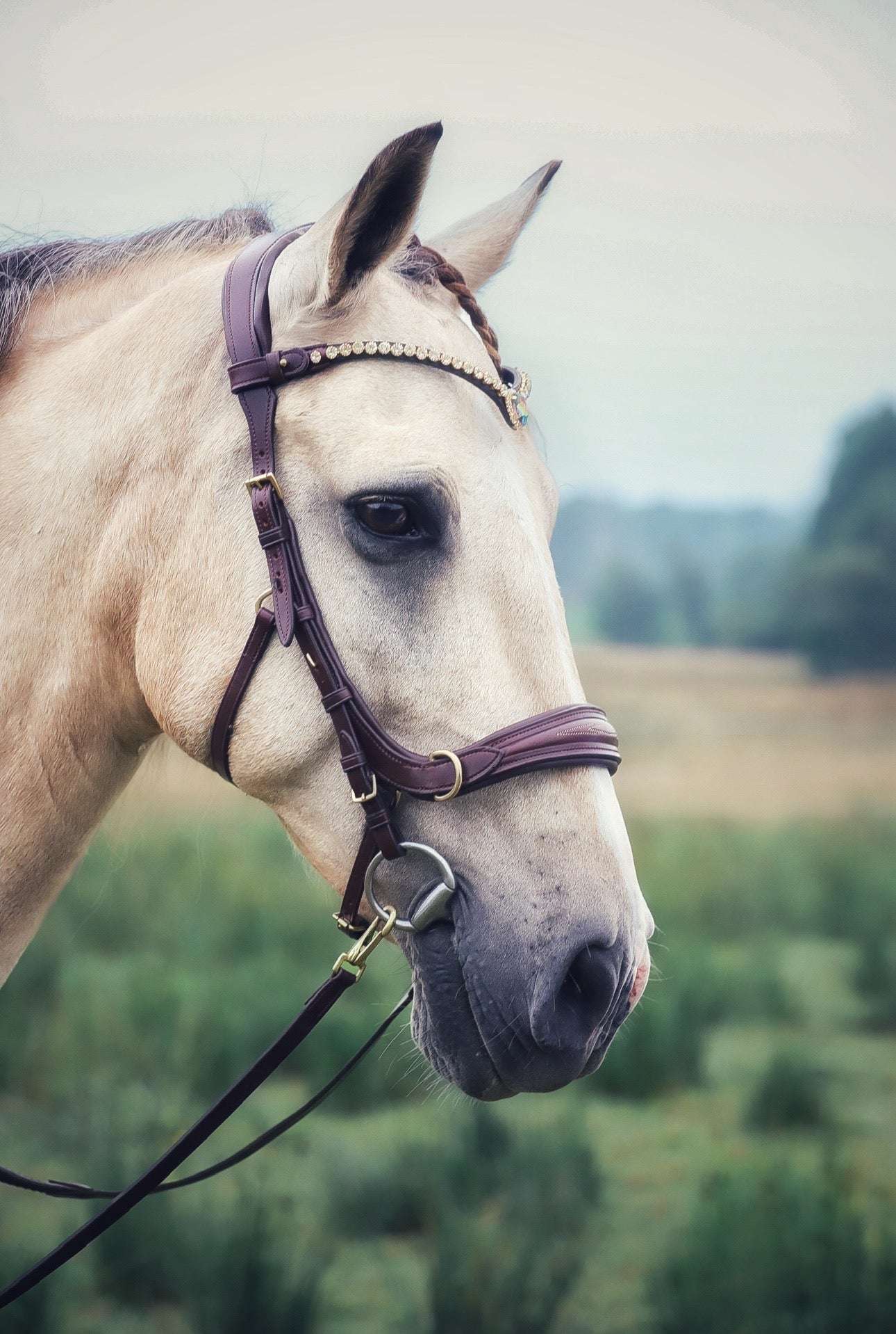 Horse wearing a brown Oliander Multi Bridle with brass hardware and white stitching in an outdoor setting