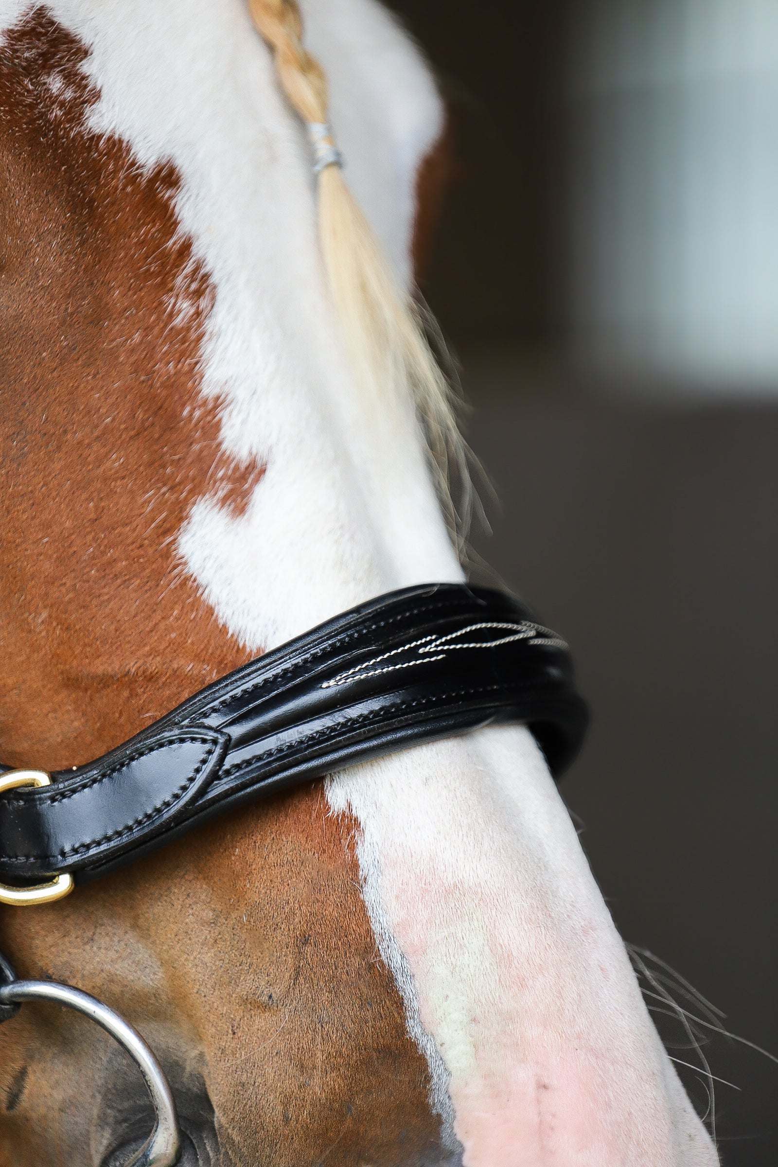 Oliander Multi Bridle, bit to bitless system no.1
