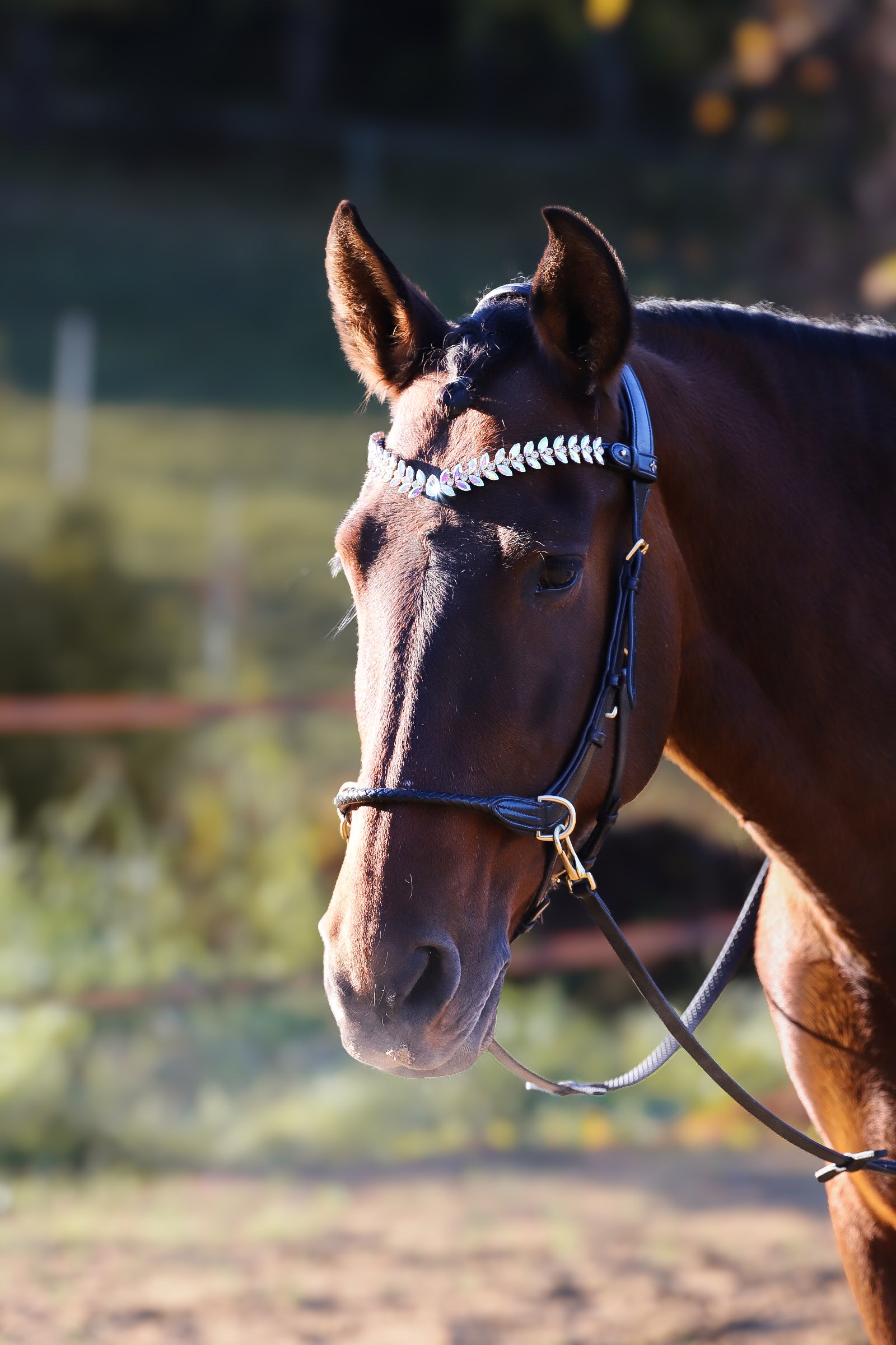 OUTGOING- Grace Multi Bridle - MASEGO bit to bitless system