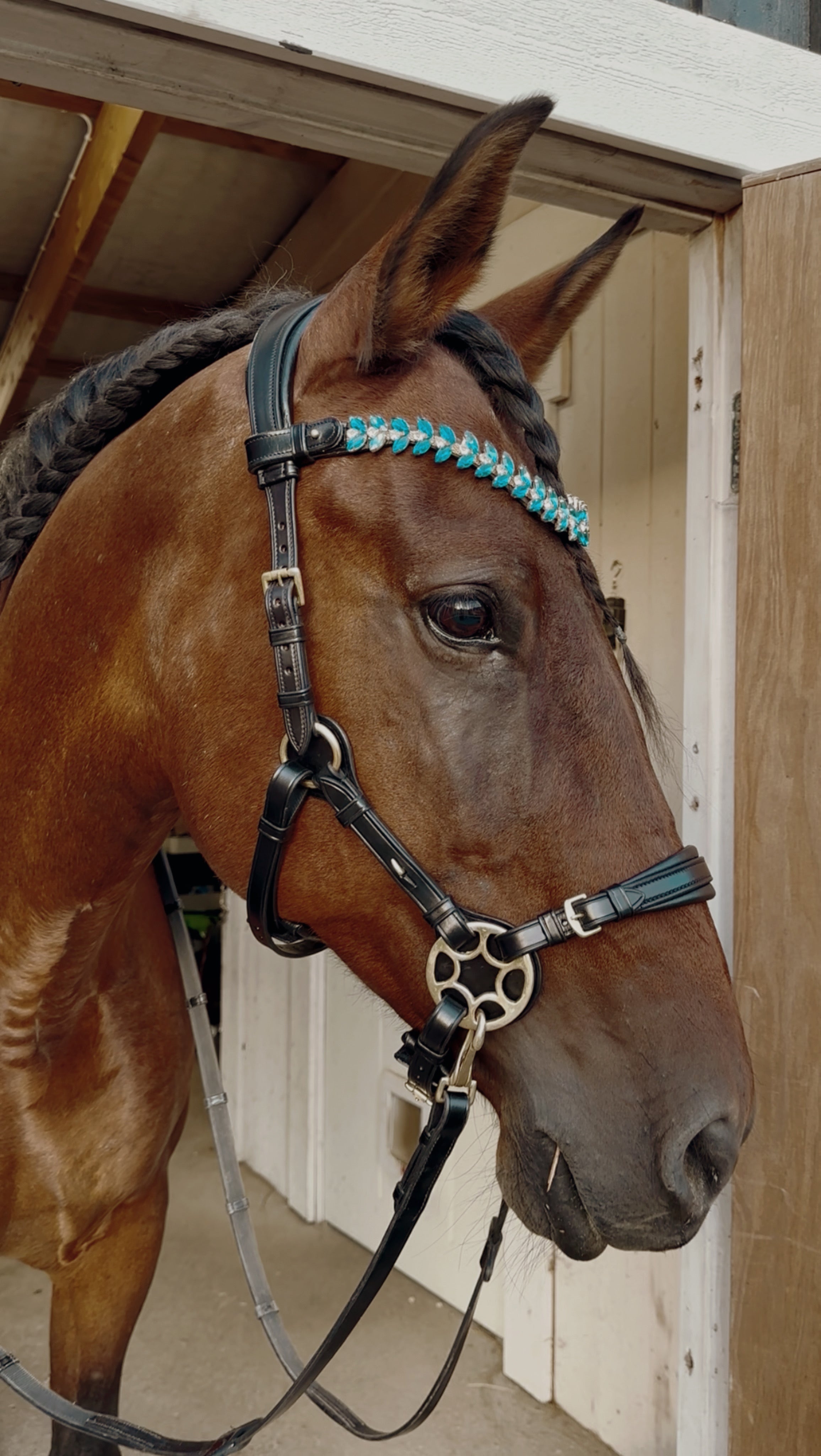 Bella Starwheel hackamore in black Italian leather with padded nose and neck, featuring durable brass hardware and turquoise browband on a horse.