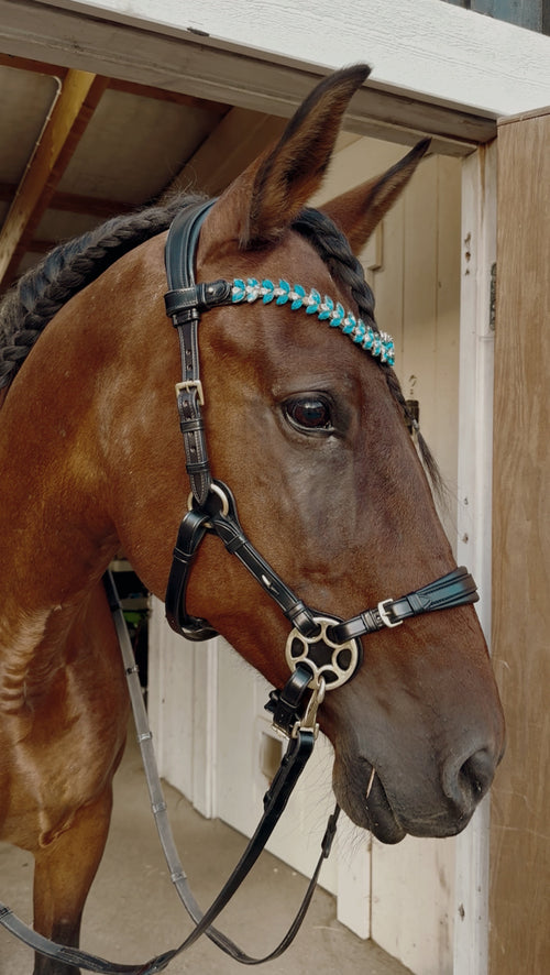 Bella Starwheel hackamore in black Italian leather with padded nose and neck, featuring durable brass hardware and turquoise browband on a horse.