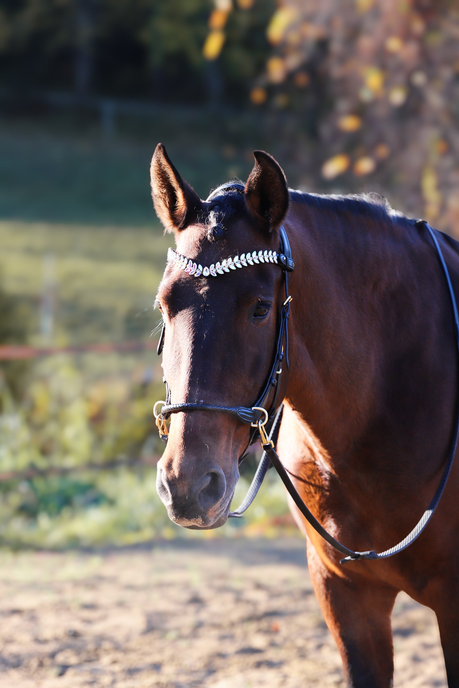 OUTGOING- Grace Multi Bridle - MASEGO bit to bitless system