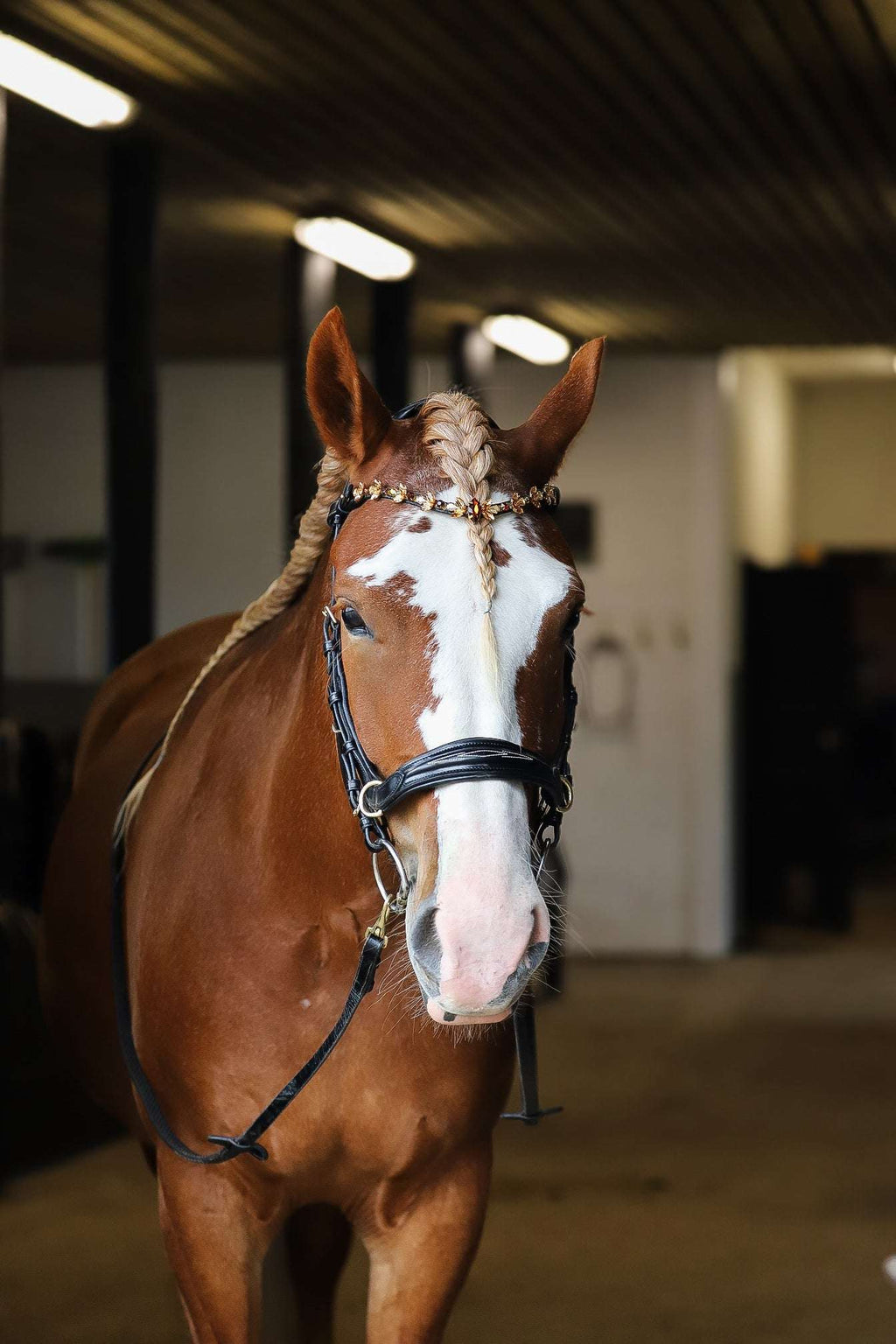 Oliander Multi Bridle, bit to bitless system no.1