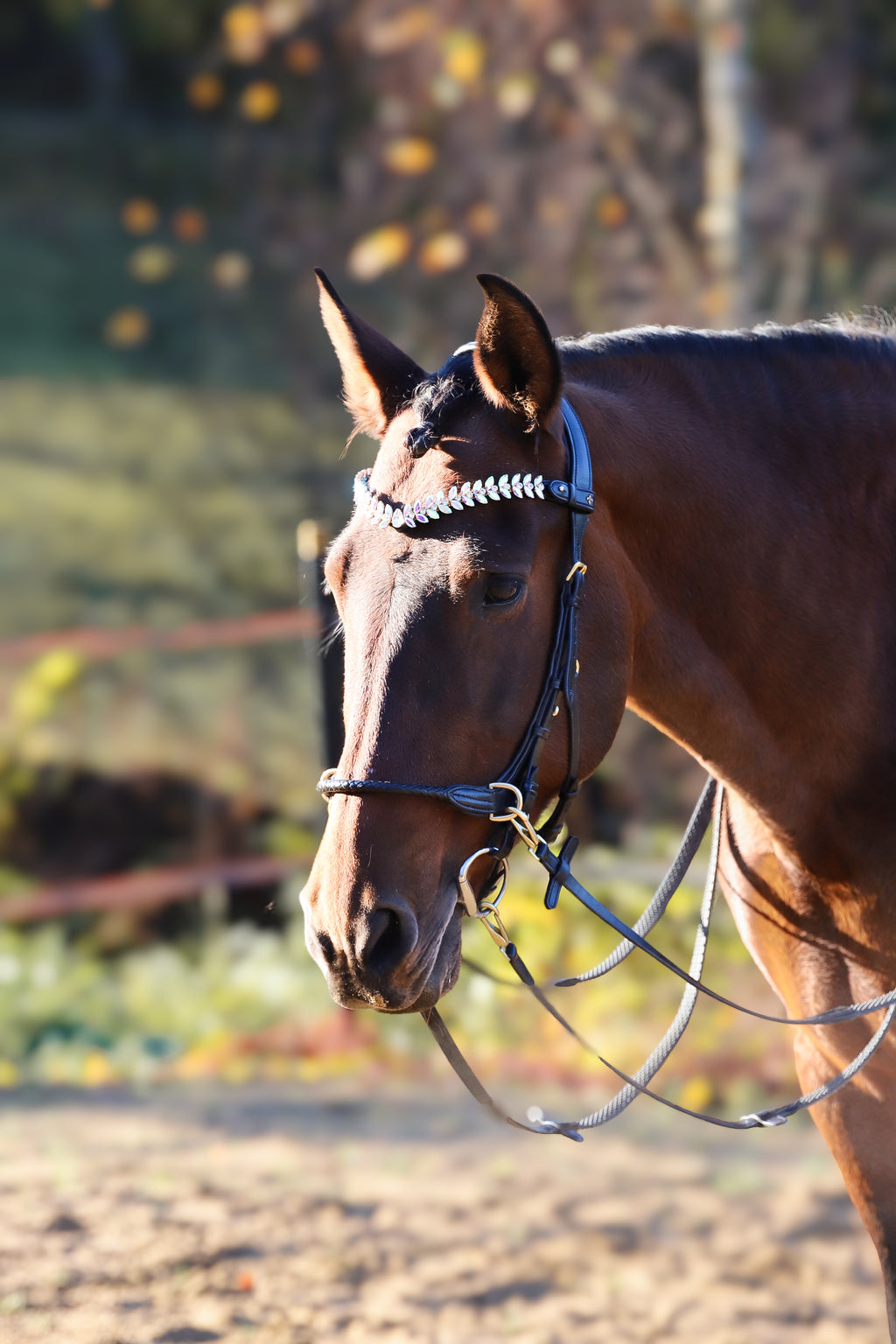 OUTGOING- Grace Multi Bridle - MASEGO bit to bitless system
