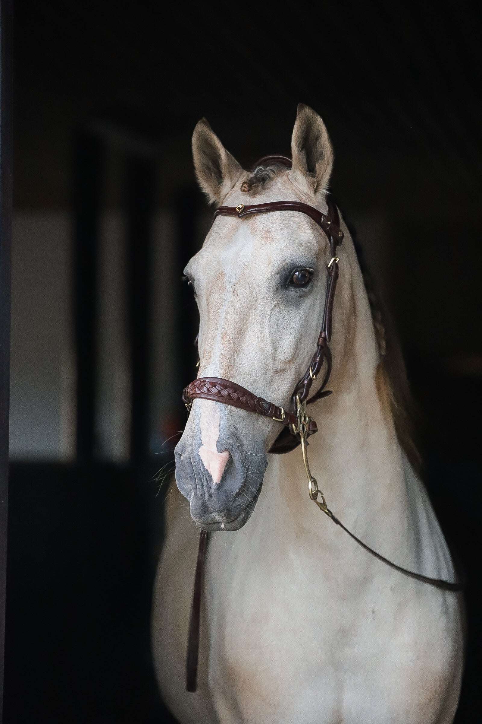 White horse wearing Zoe hackamore bridle with padded noseband and brass hardware in stable lighting