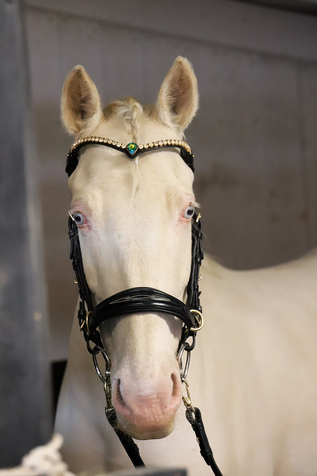 White horse wearing black Oliander Multi bridle with silver hardware and decorative browband