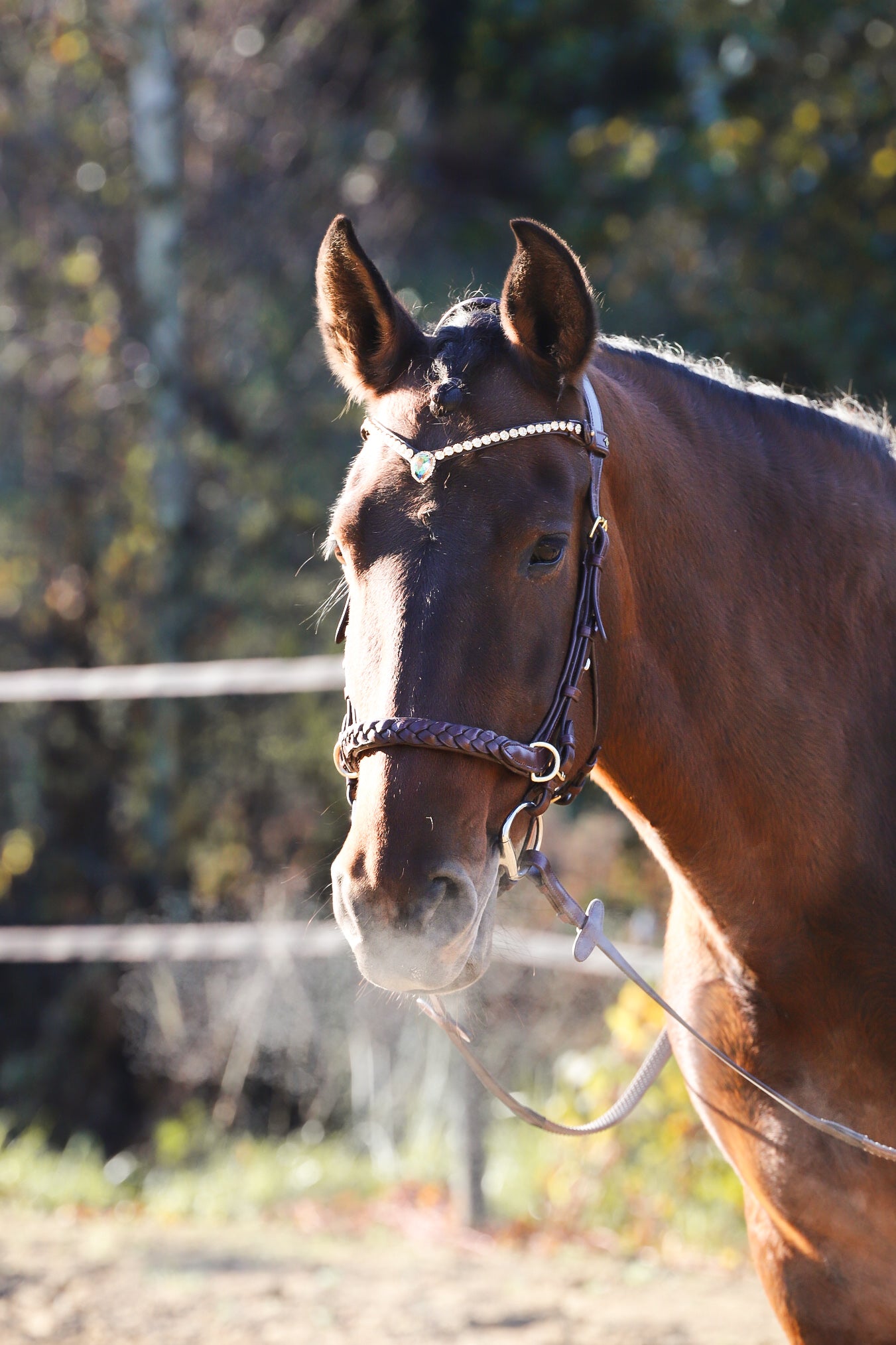 Odessa bonita Multi Bridle with padded noseband - MASEGO bit to bitless system