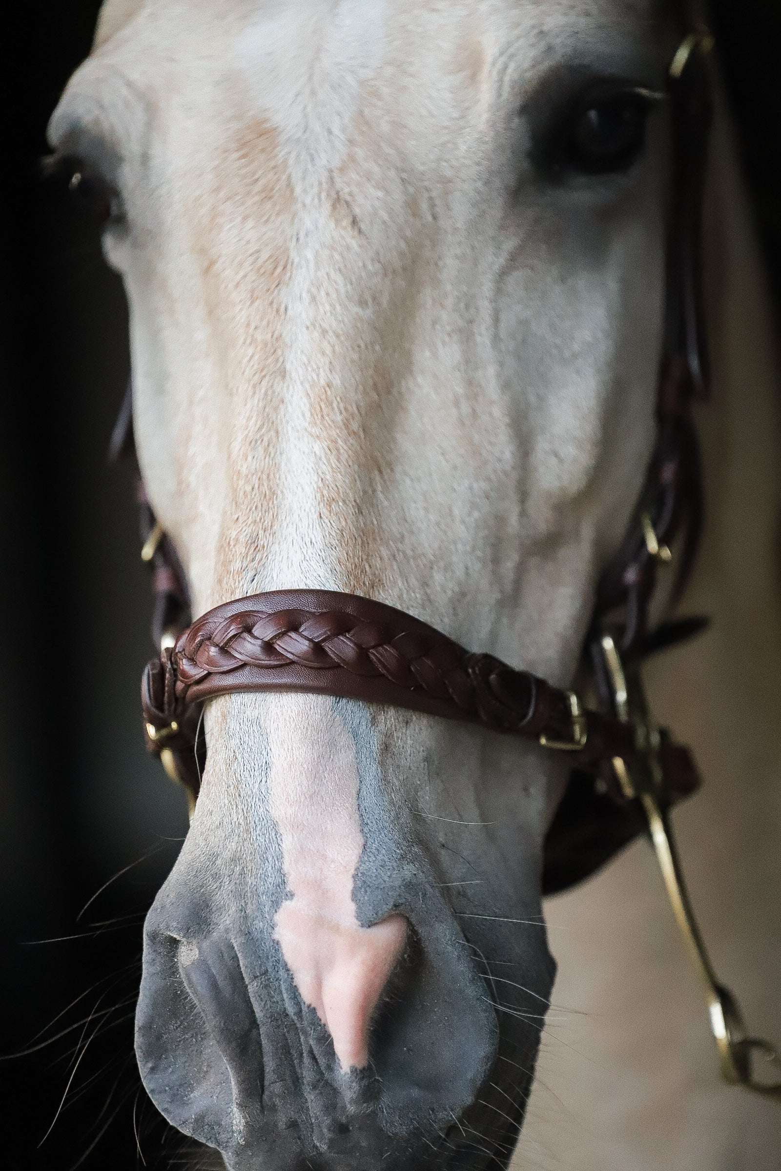 Zoe hackamore Bridle