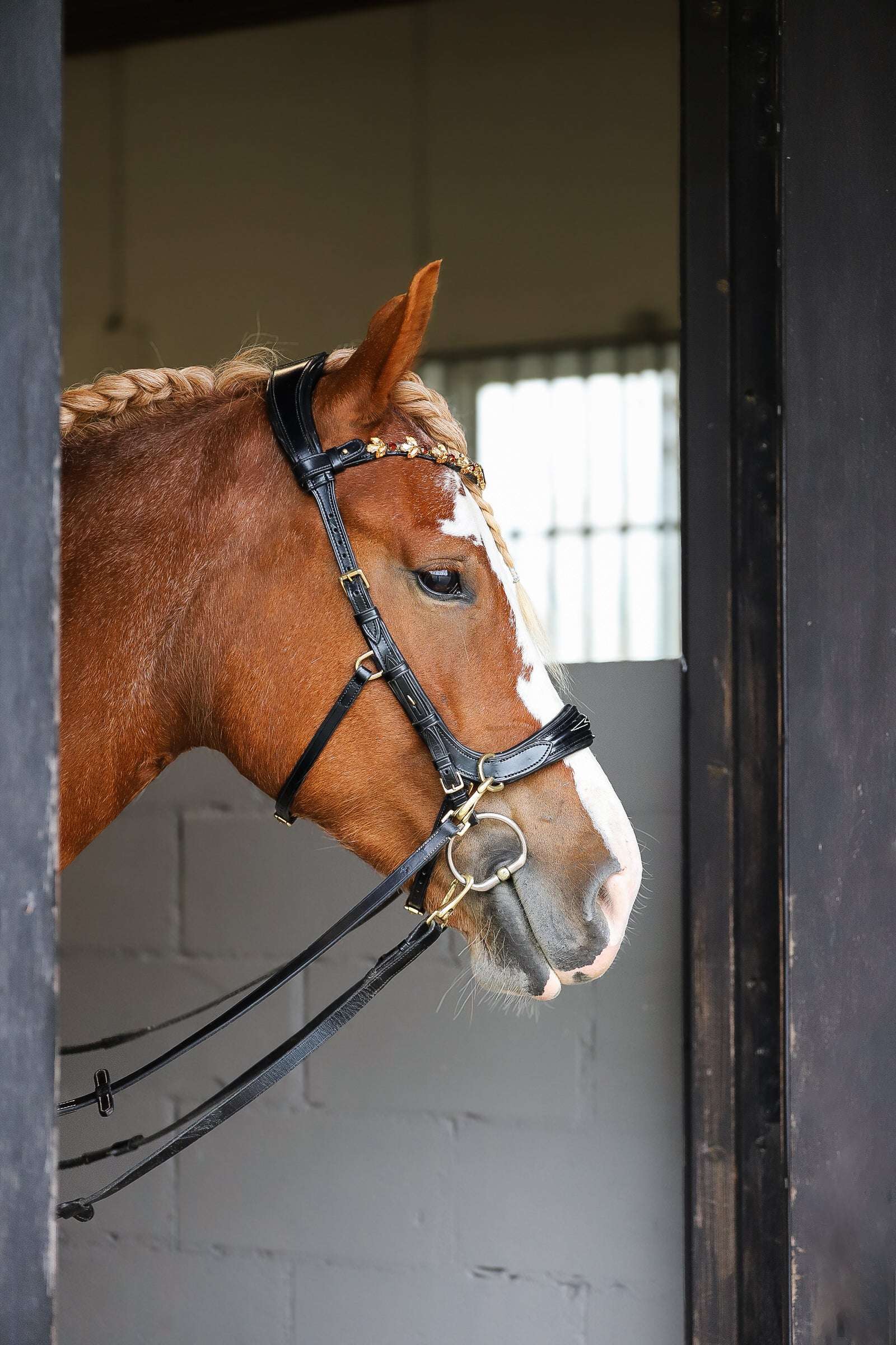 Oliander Multi Bridle, bit to bitless system no.1