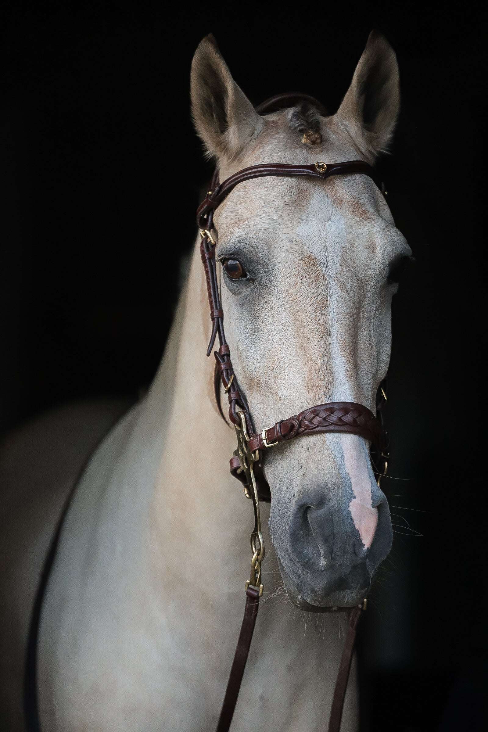 Zoe hackamore Bridle