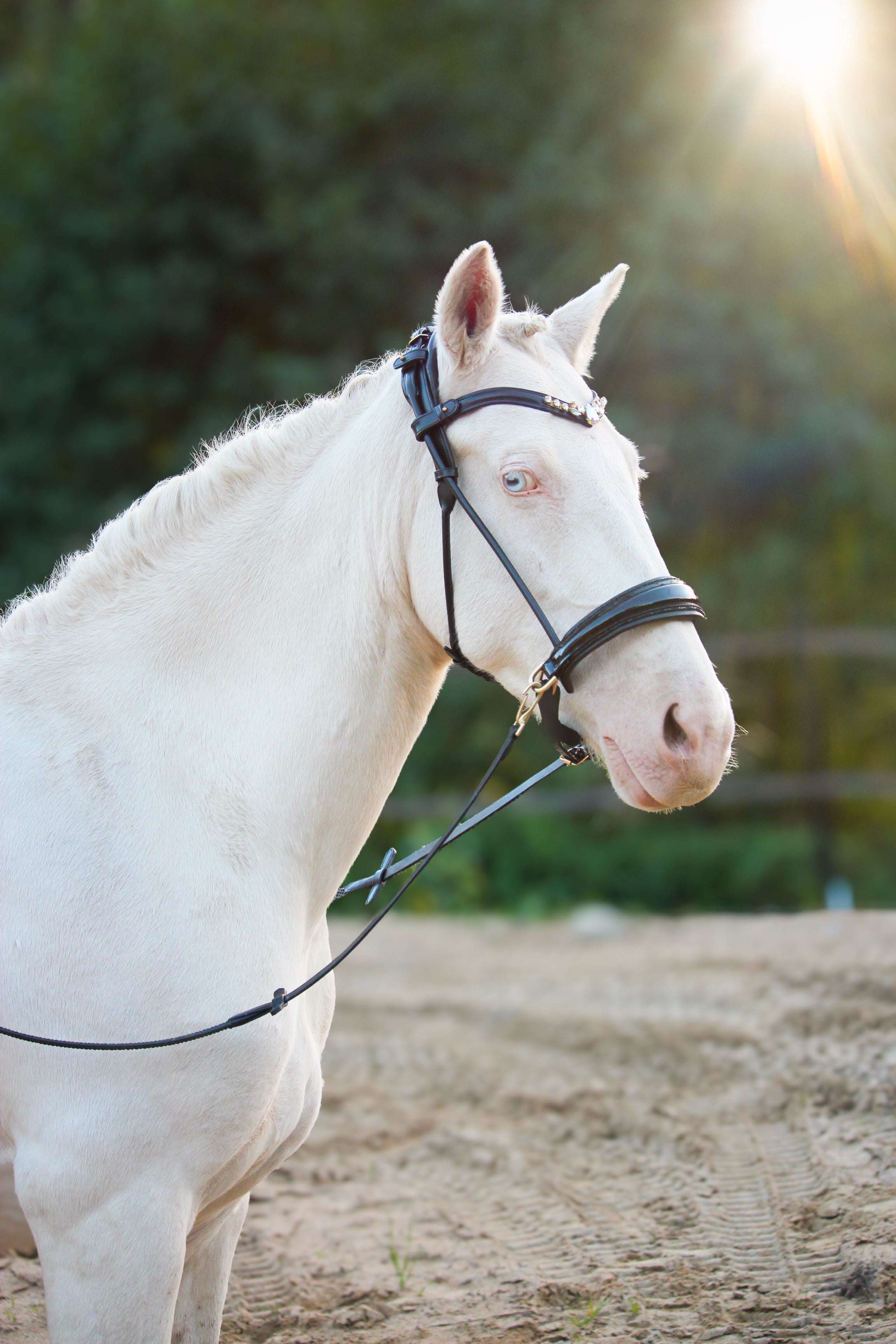 Dova sparkling sidepull